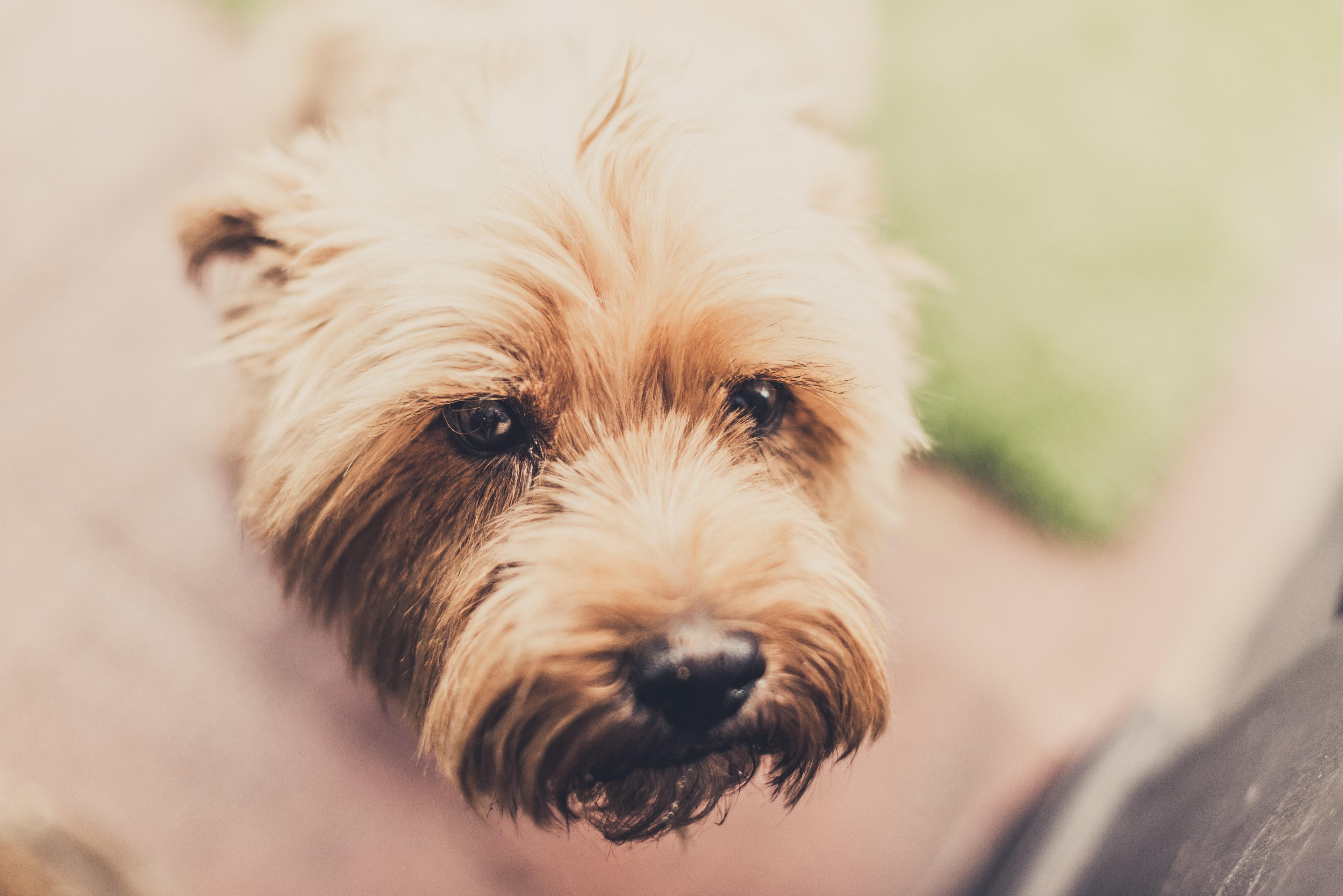 dog puppy animal and fur 4k, HD Wallpaper
