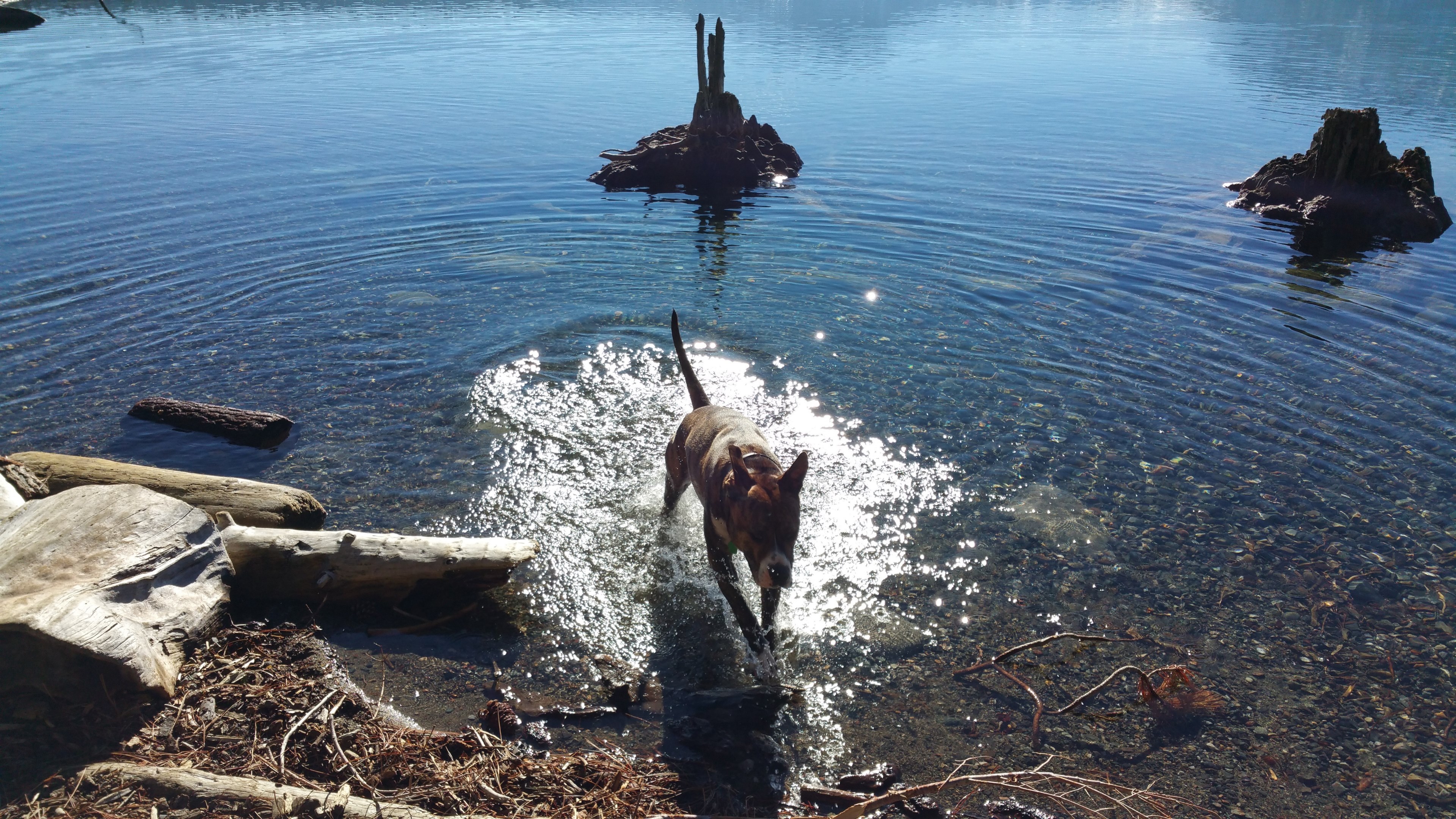 lake tahoe lake and dog 4k, HD Wallpaper