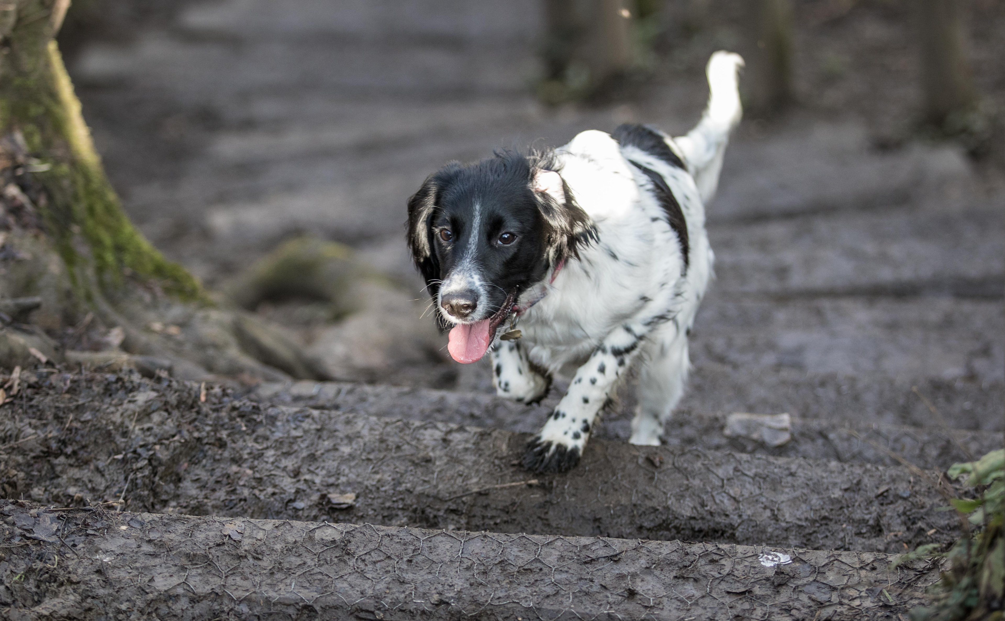step path spaniel and tongue 4k, HD Wallpaper