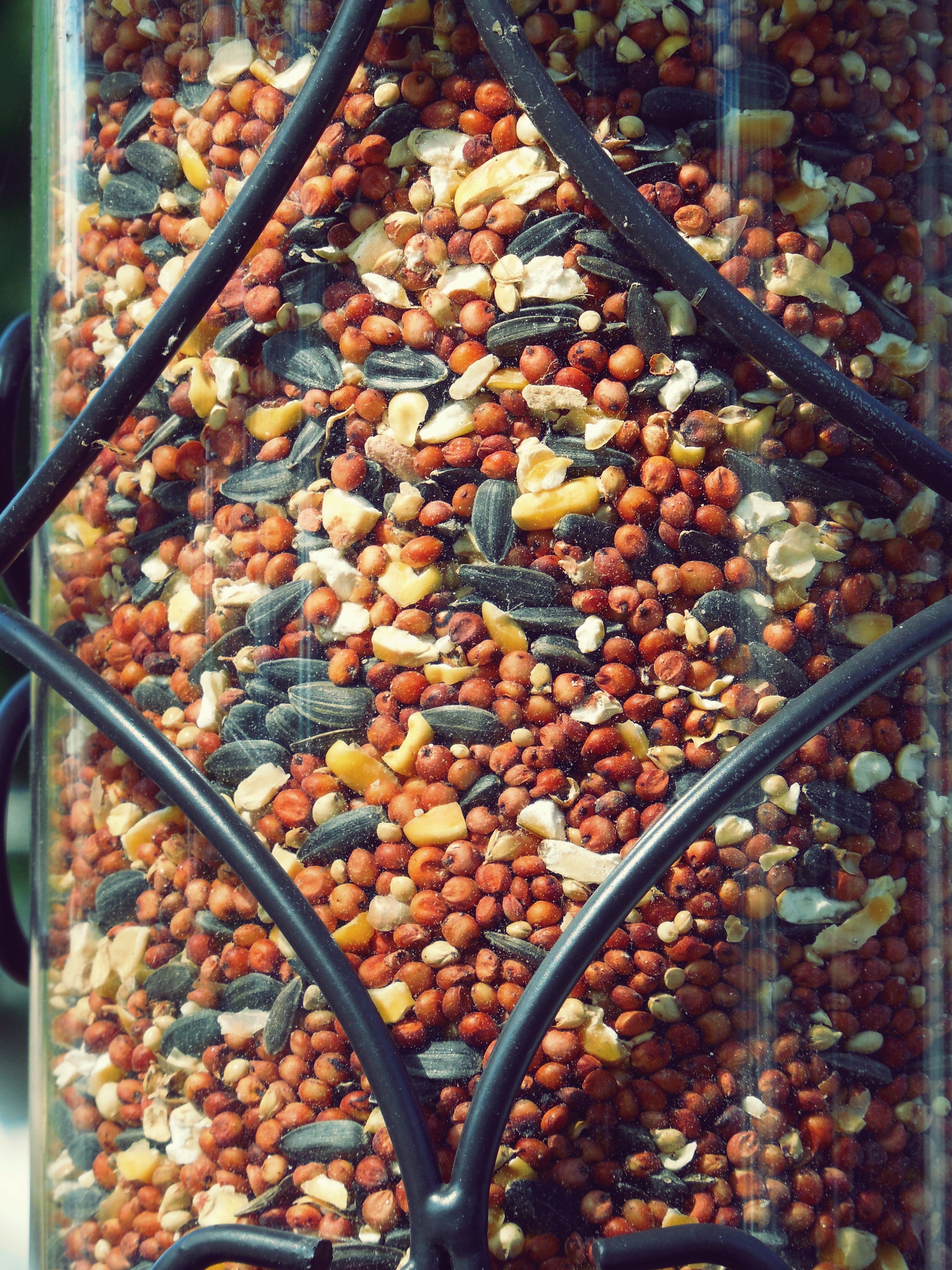 macro winter feeder and bird feeder hd, 4k, Phone HD Wallpaper