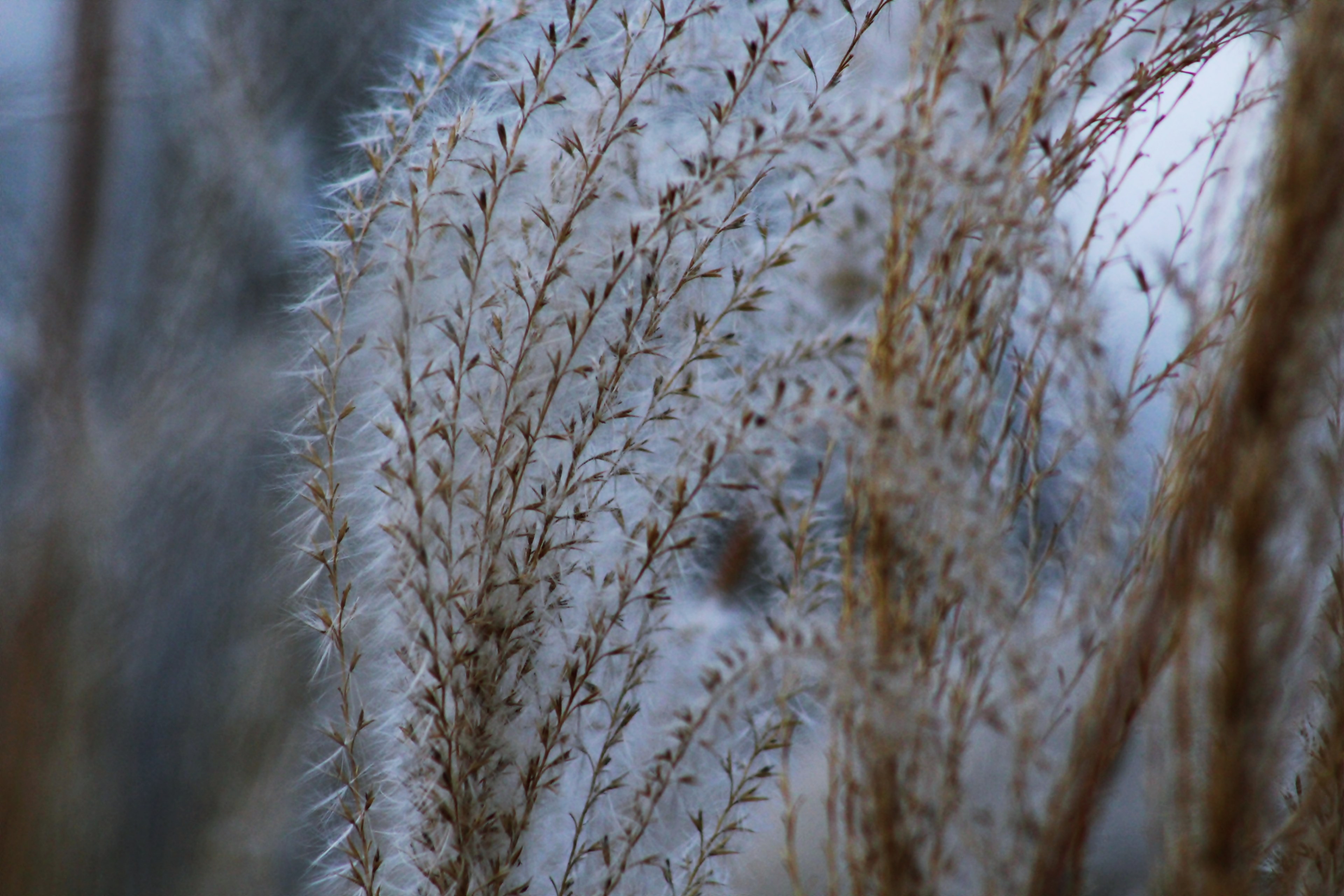 light evening plume and focal point 4k, HD Wallpaper
