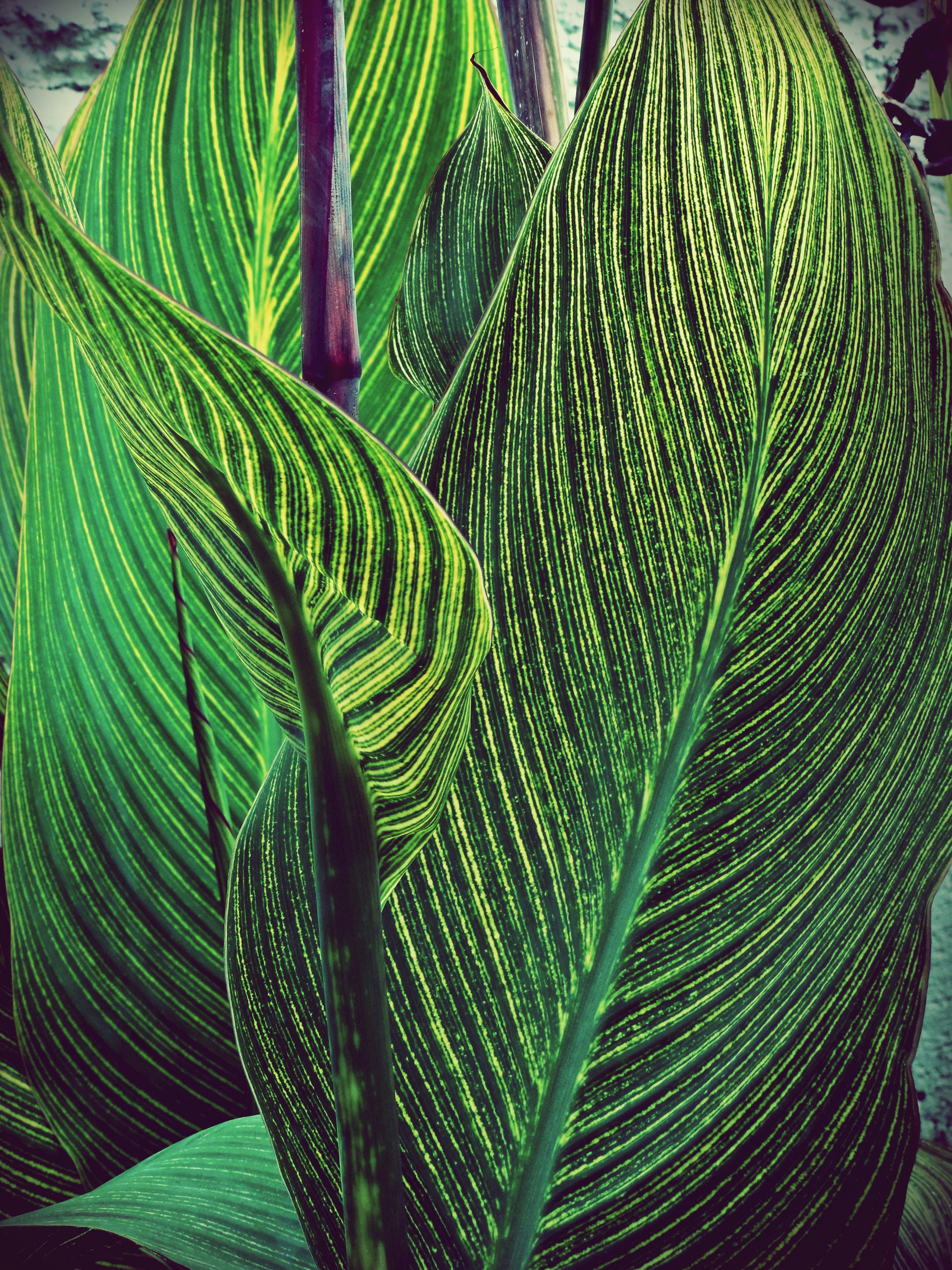 foliage yellow white and green hd, 4k, Phone HD Wallpaper