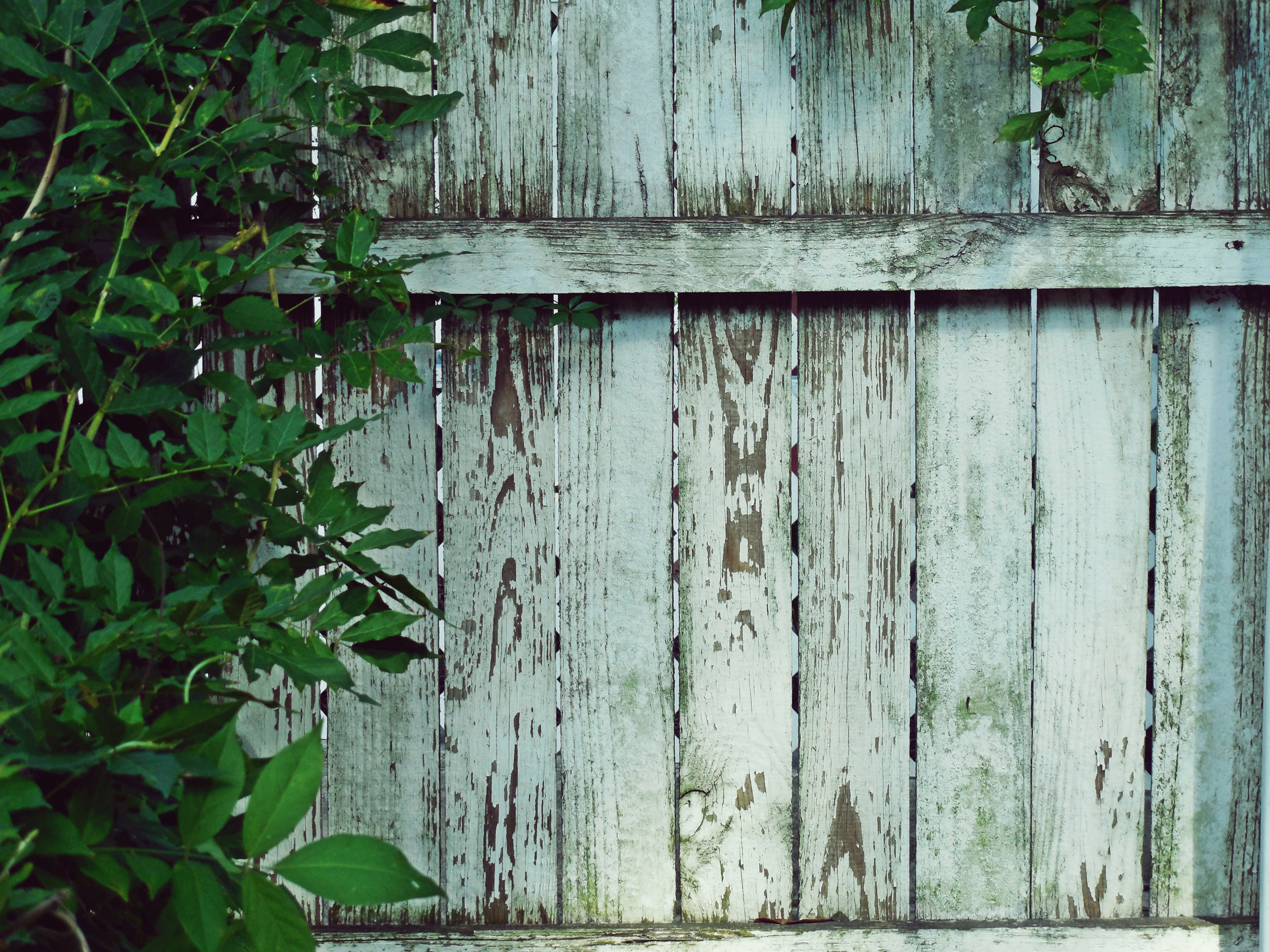 gunk mold fence panel and wood 4k, HD Wallpaper