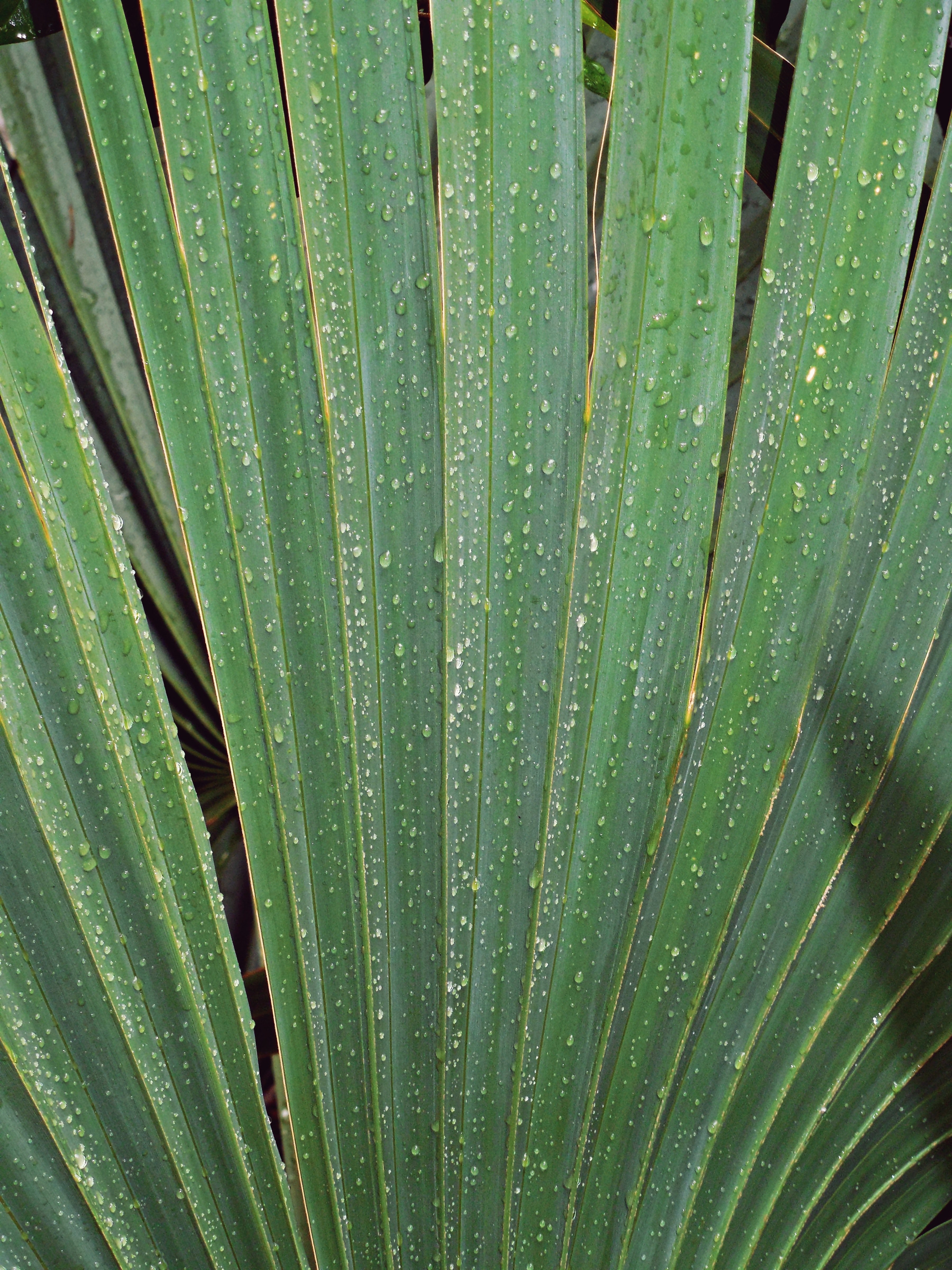 tropical blade green and tree hd, 4k, Phone HD Wallpaper