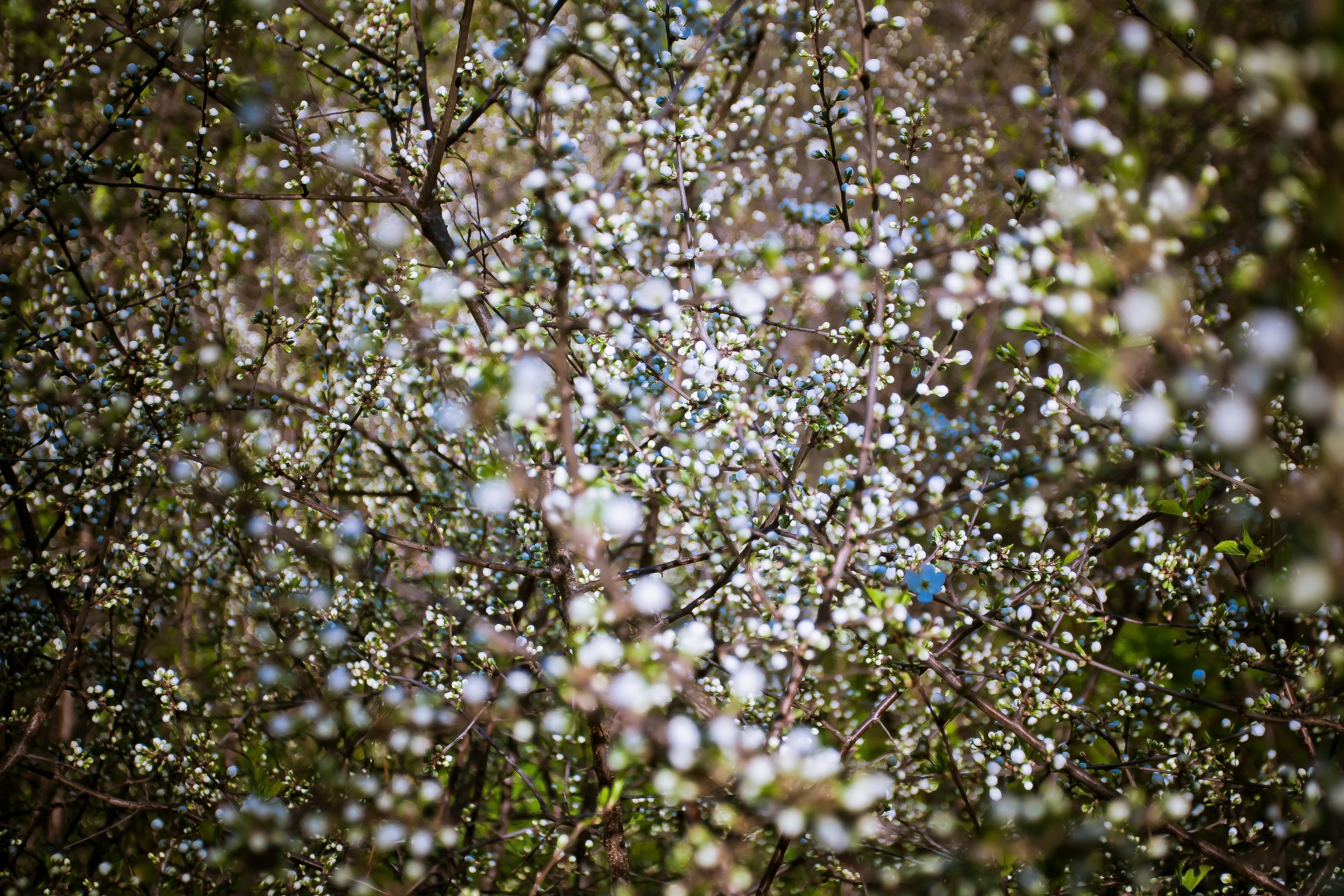 twigs with tiny blossom plants blooming in spring vladimir, twig blossom vladimir 4k, HD Wallpaper