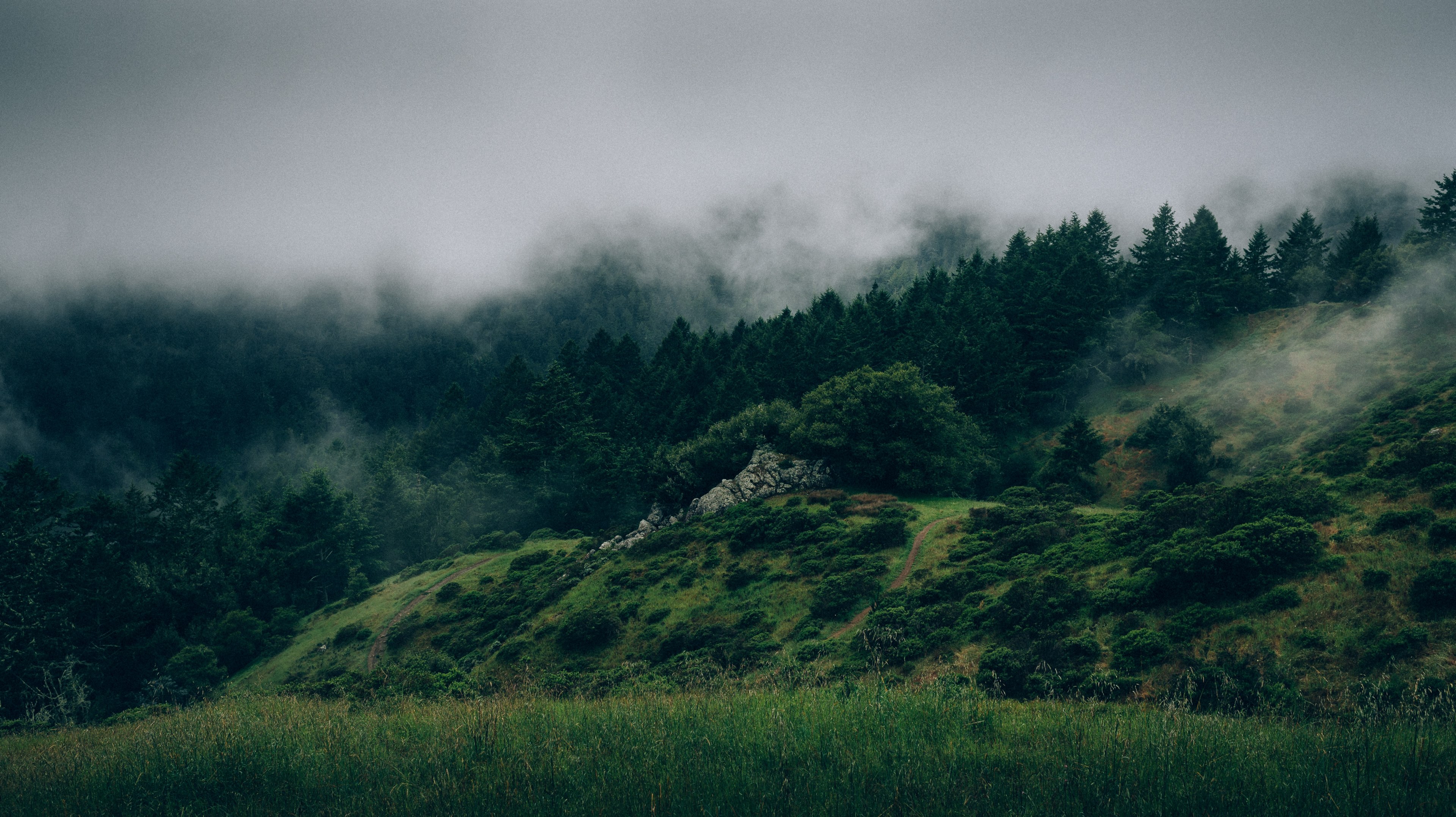 a thick mist over a coniferous forest on the slopes of undulating hills, fog over woody hills 4k, HD Wallpaper