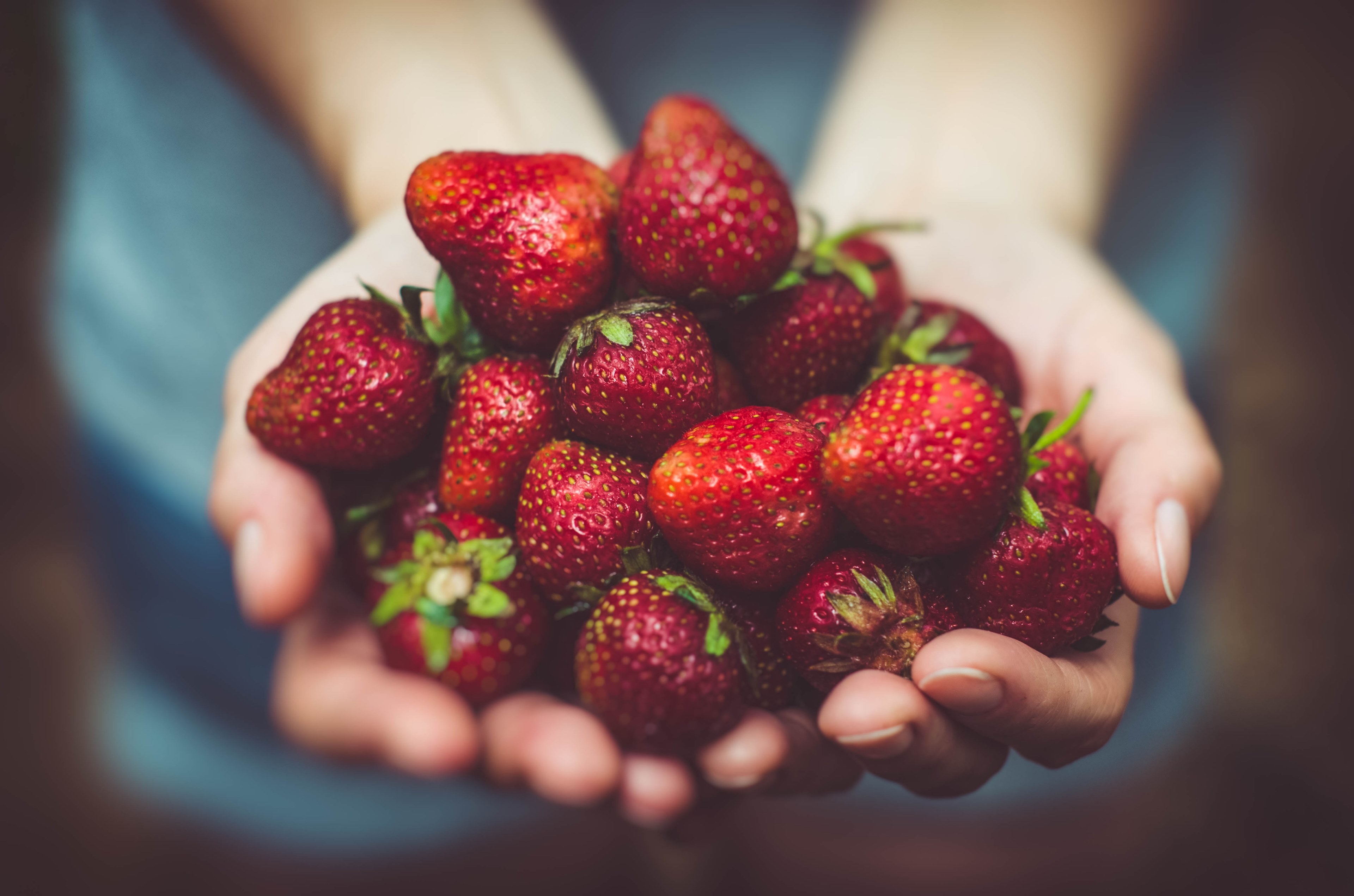 a persons cupped hands holding ripe dark red strawberries, fresh strawberries 4k, HD Wallpaper