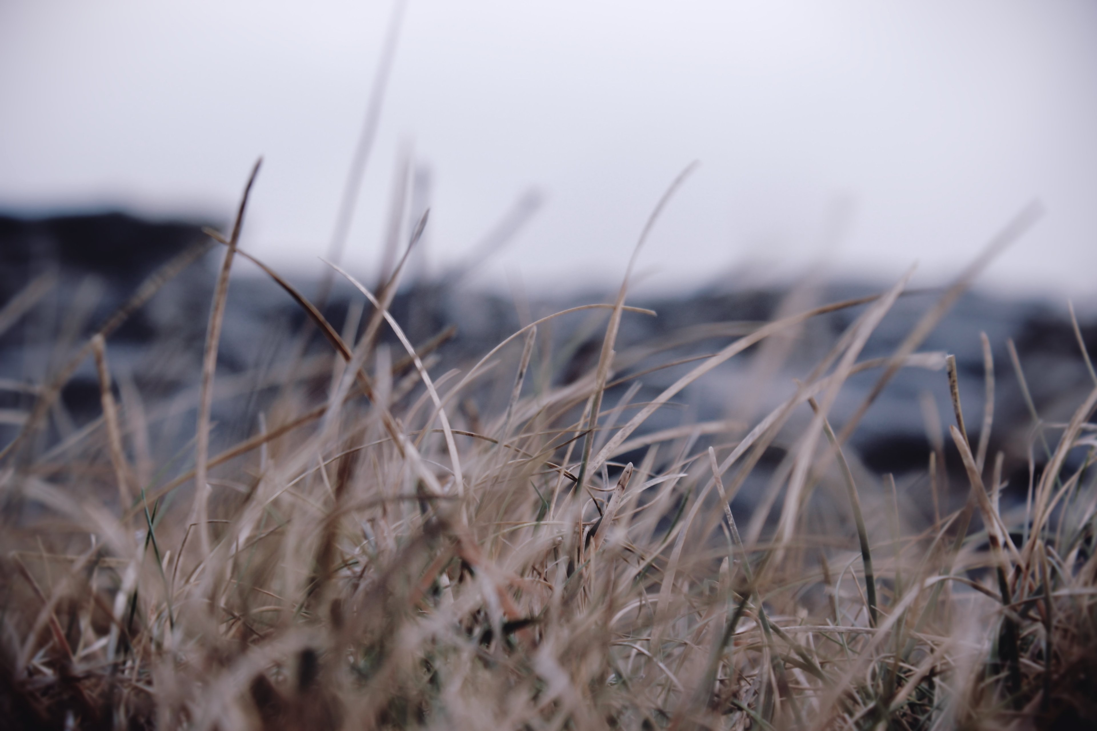 dry dead blades of brown grass in a winter field, dying fields 4k, HD Wallpaper