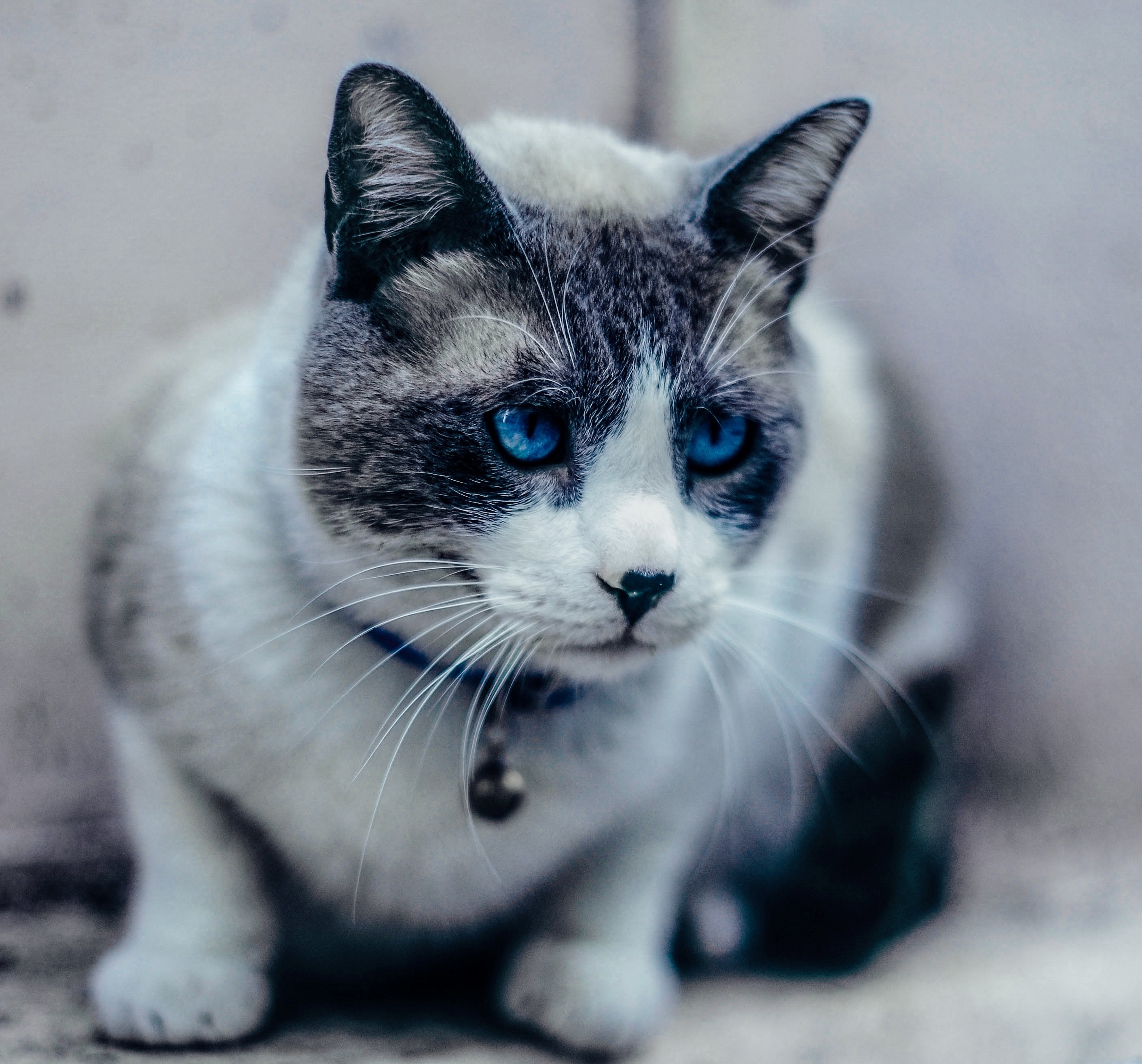 teach the cats 4k, HD Wallpaper