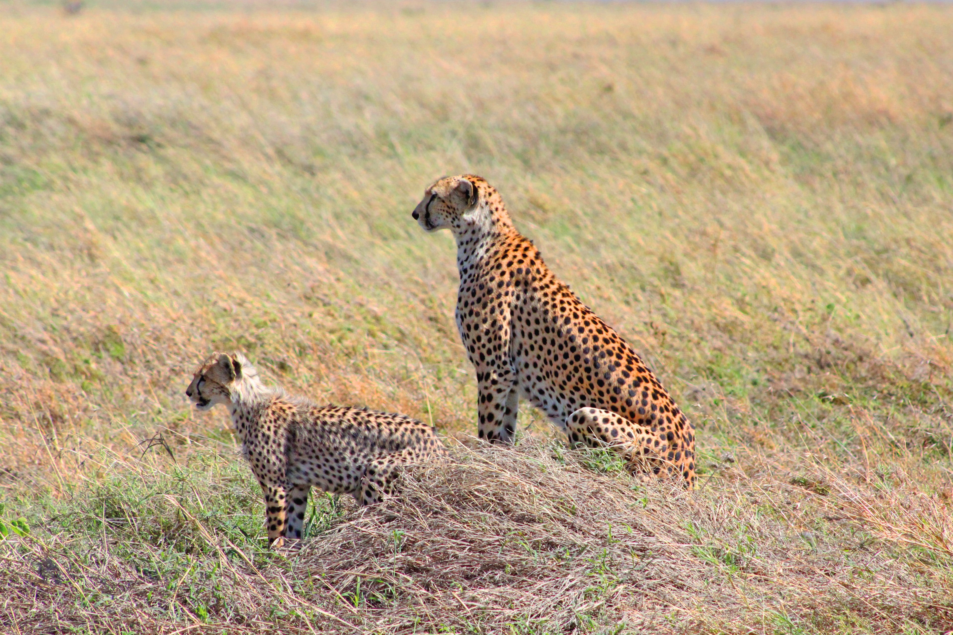cheetah animal wild and big cat 4k, HD Wallpaper