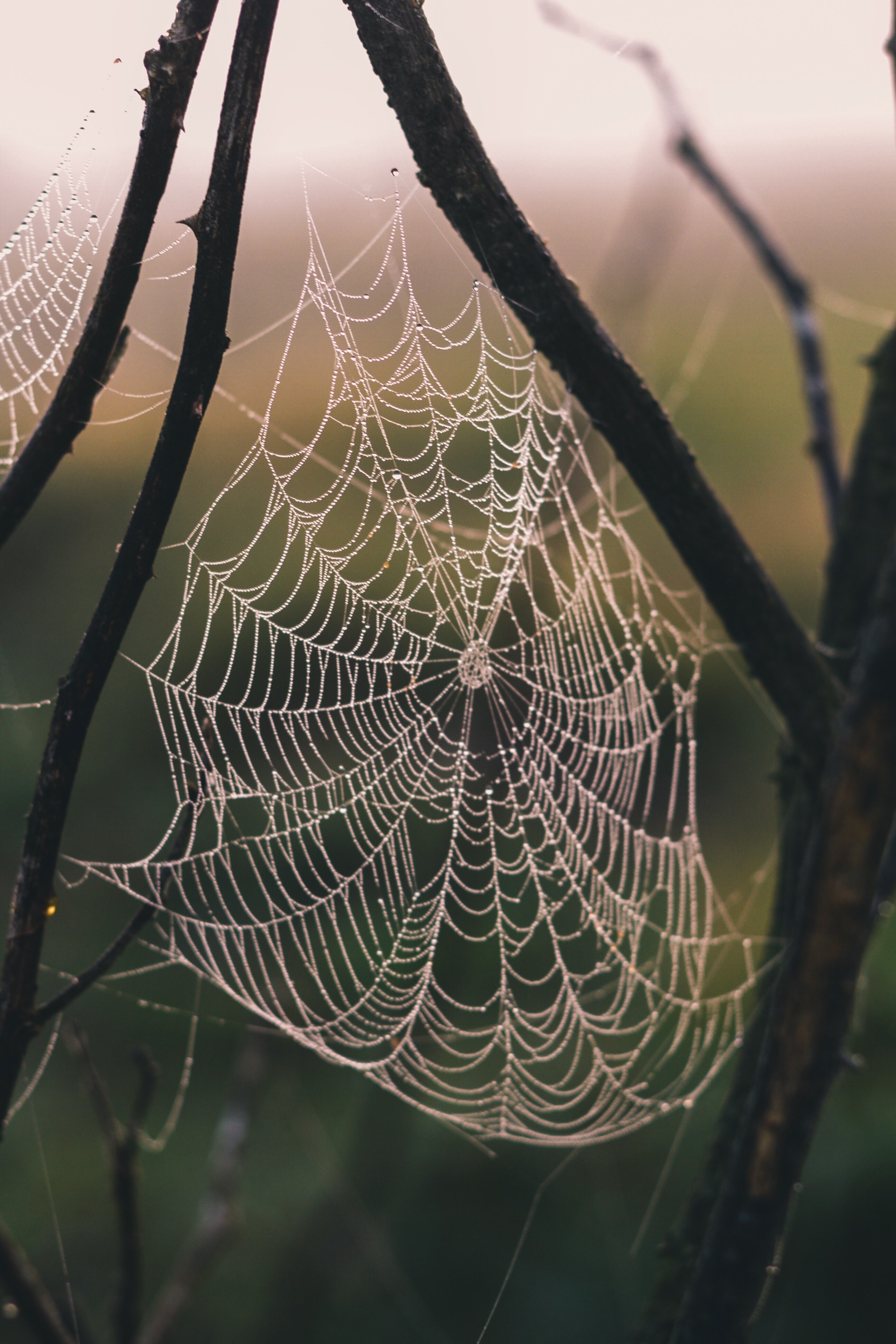 spider in trees 4k, Phone HD Wallpaper