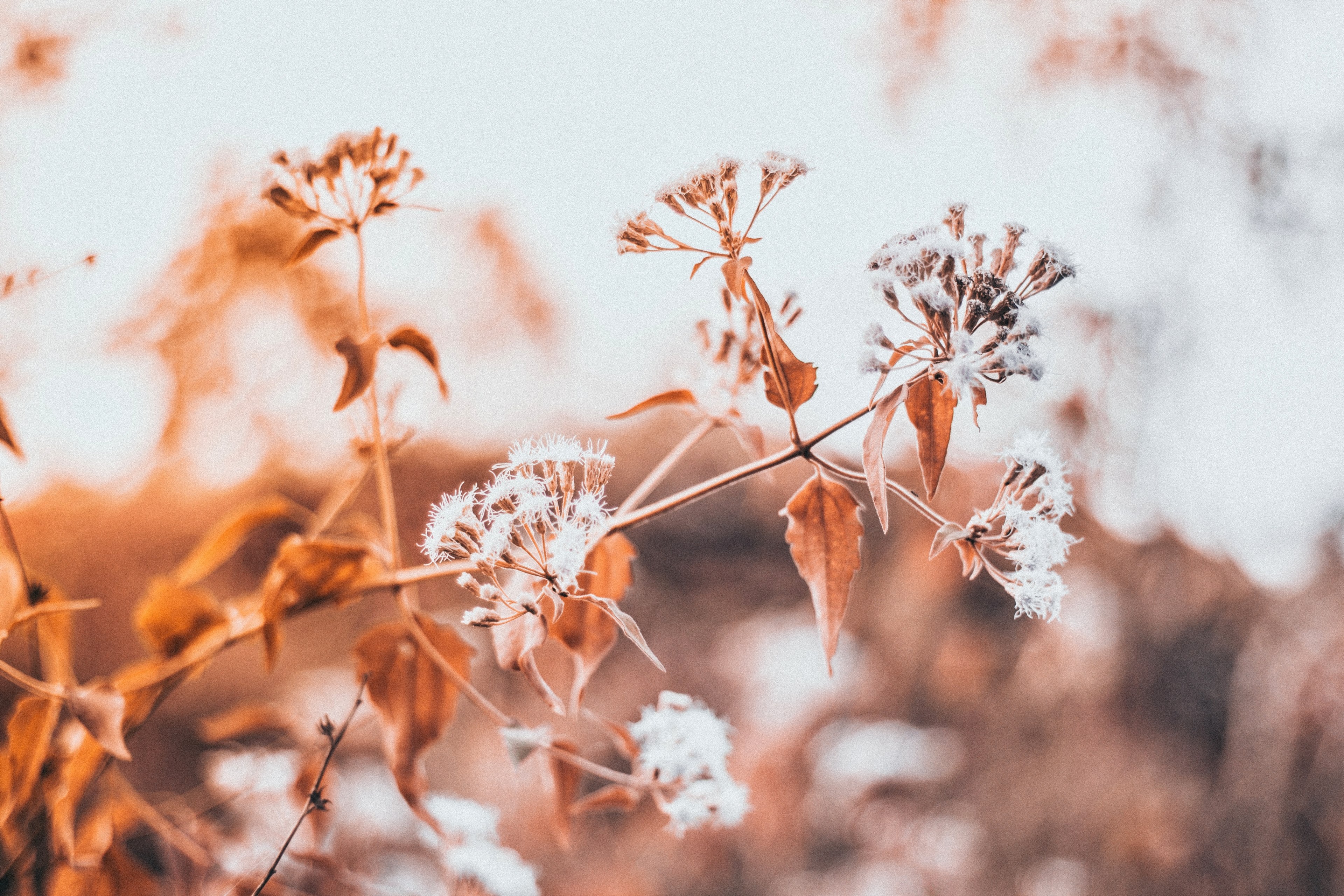 sun kissed 4k, HD Wallpaper