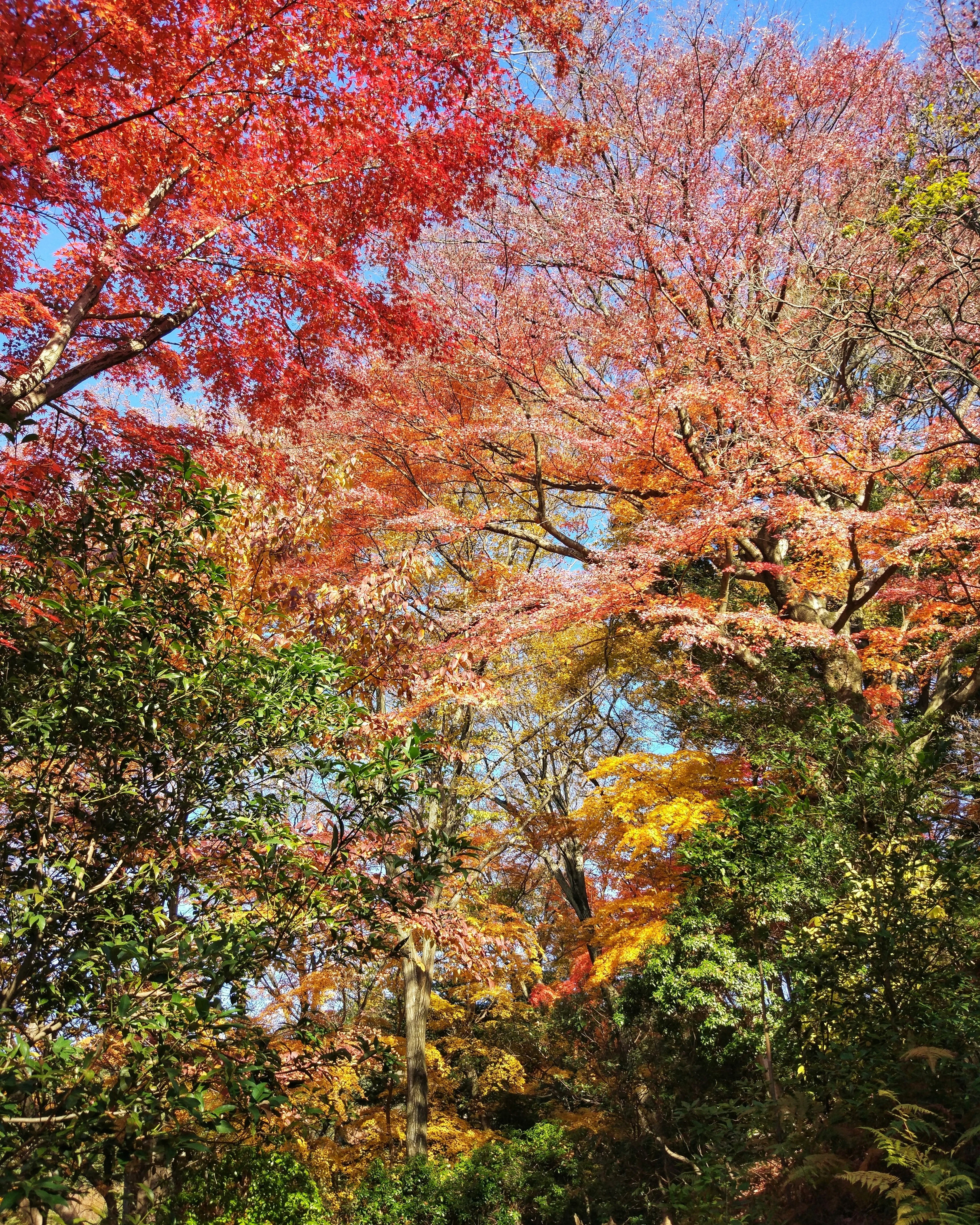 tree colors of nara japan 4k, Phone HD Wallpaper