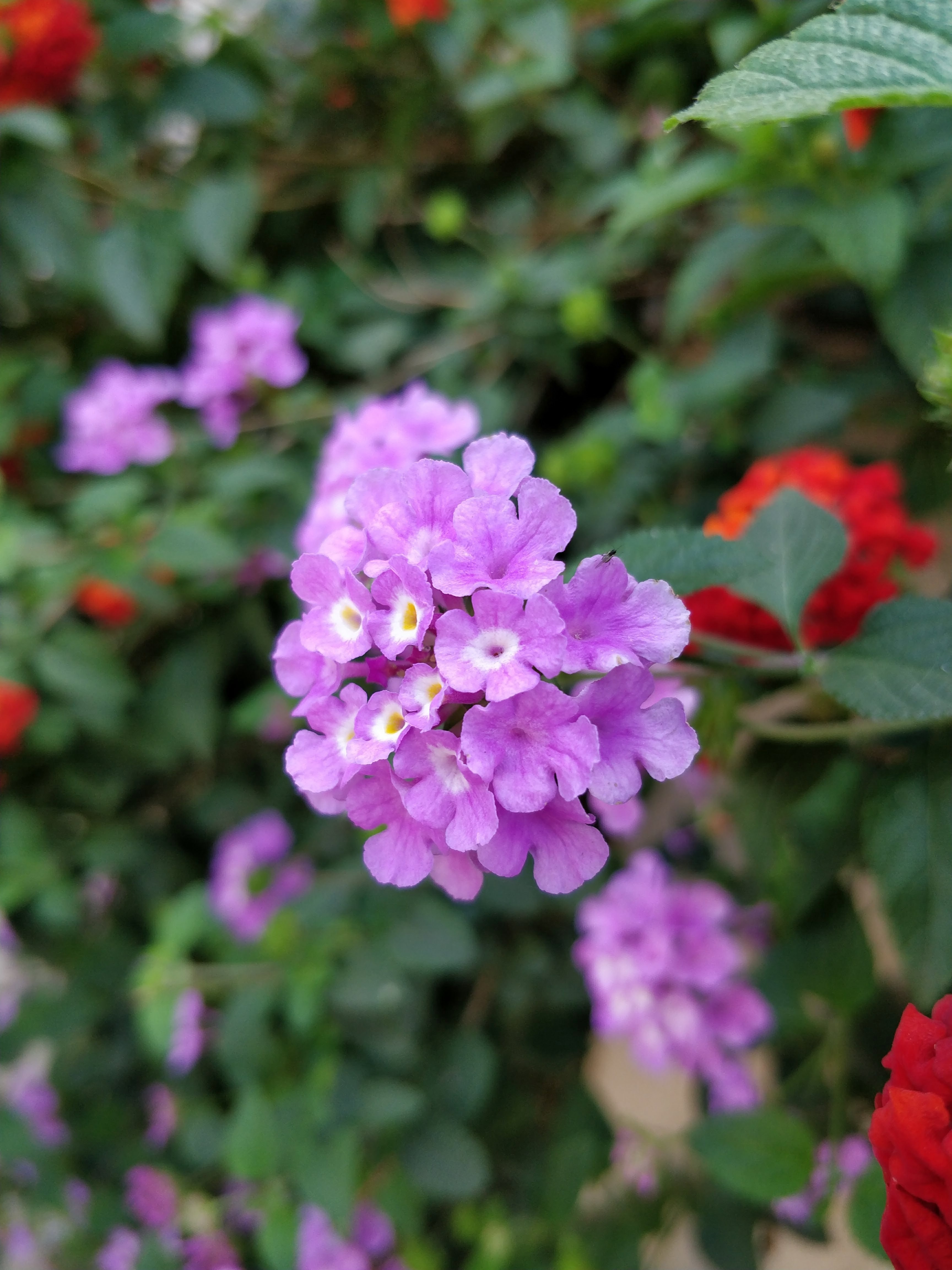 bokeh flowers 4k, Phone HD Wallpaper