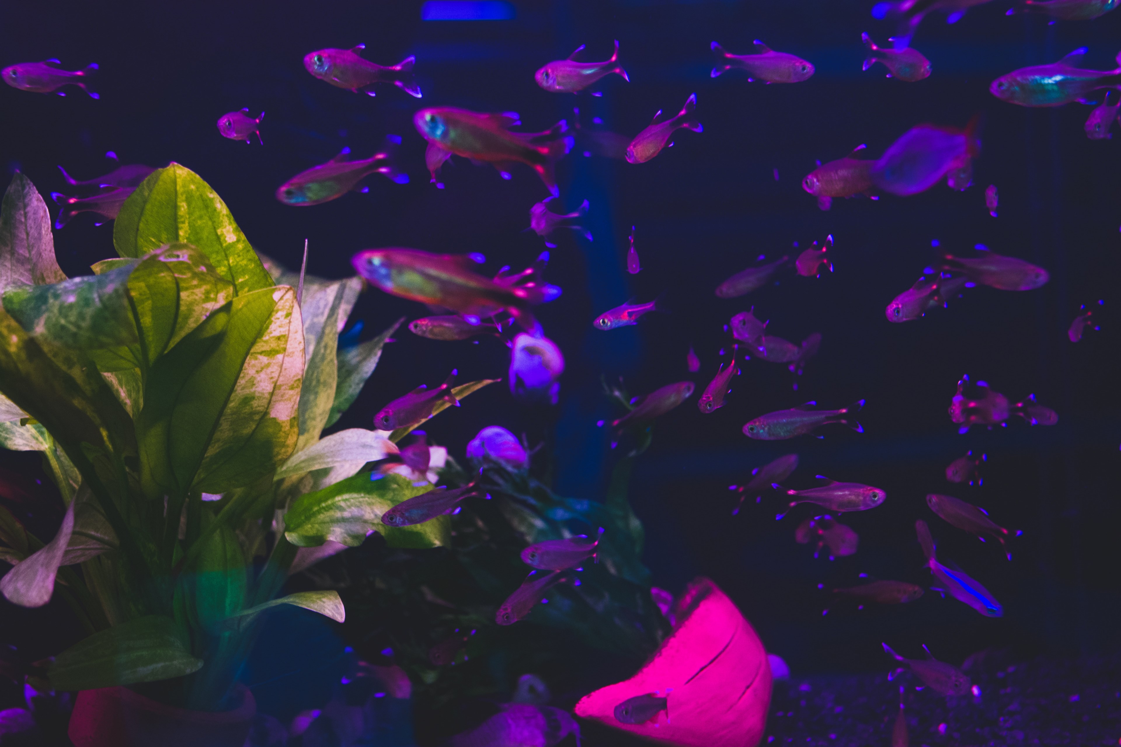 colourful life 4k, HD Wallpaper