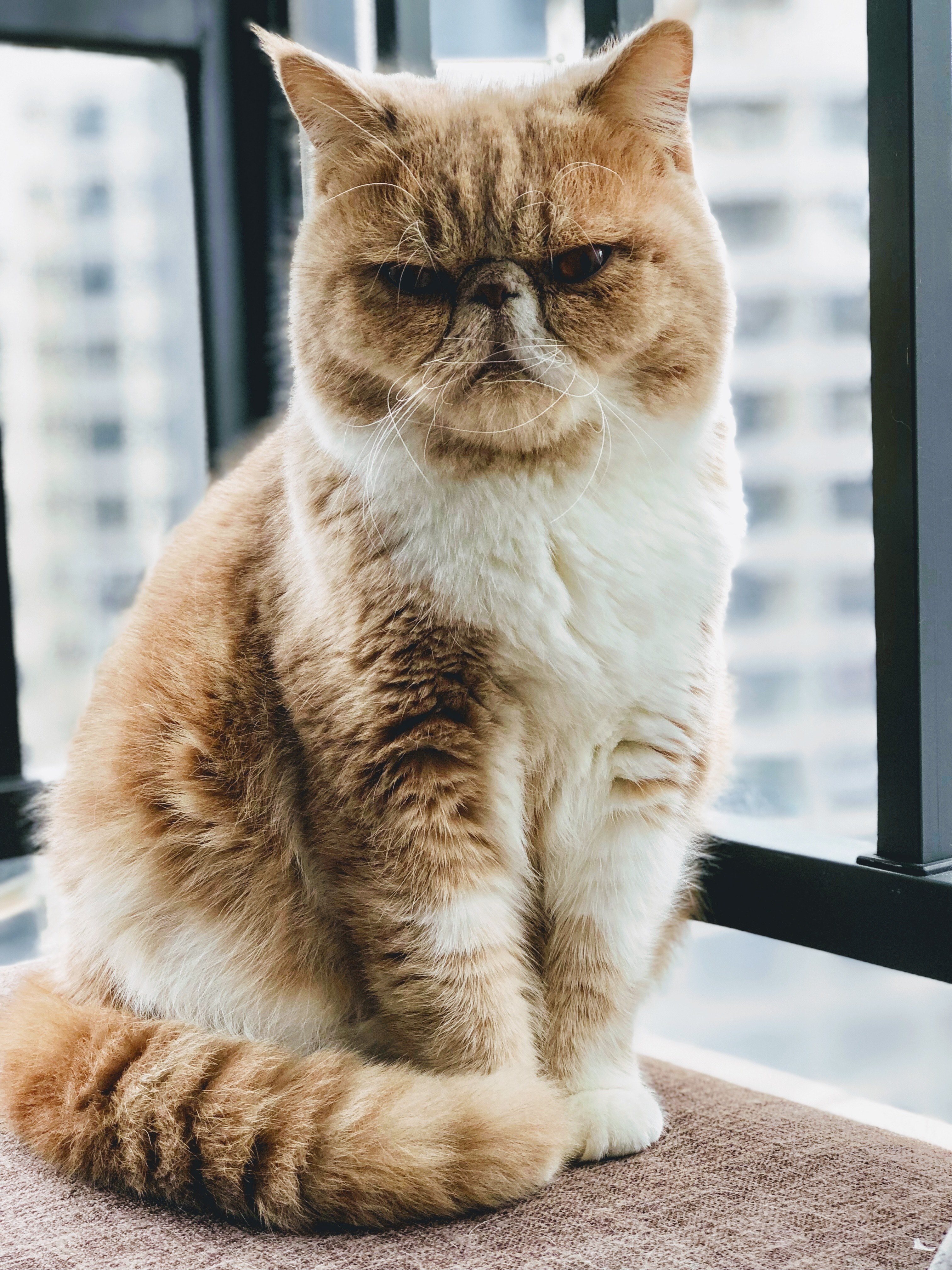 bambam 4k, Phone HD Wallpaper