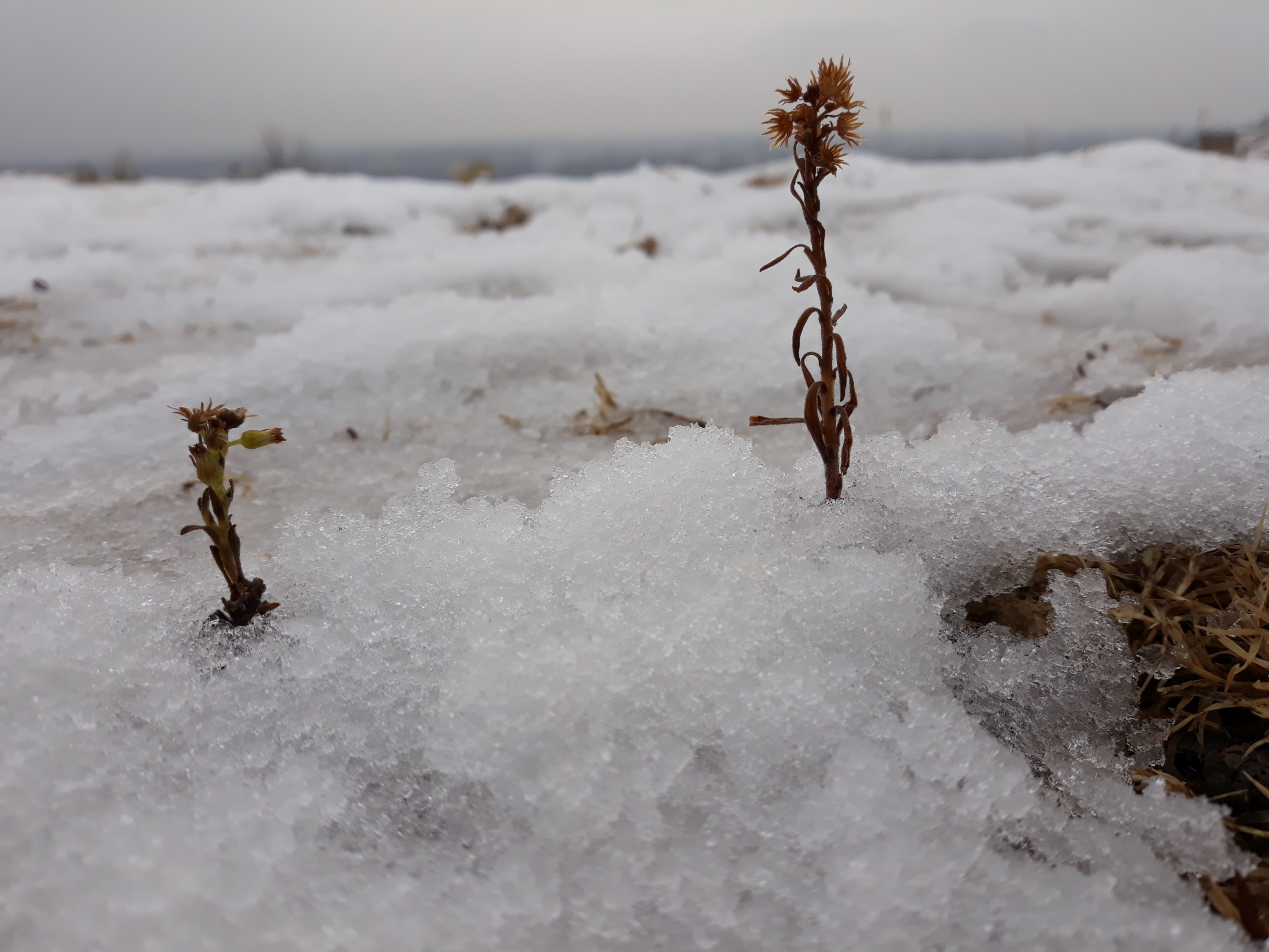 enjoy the snow 4k, HD Wallpaper