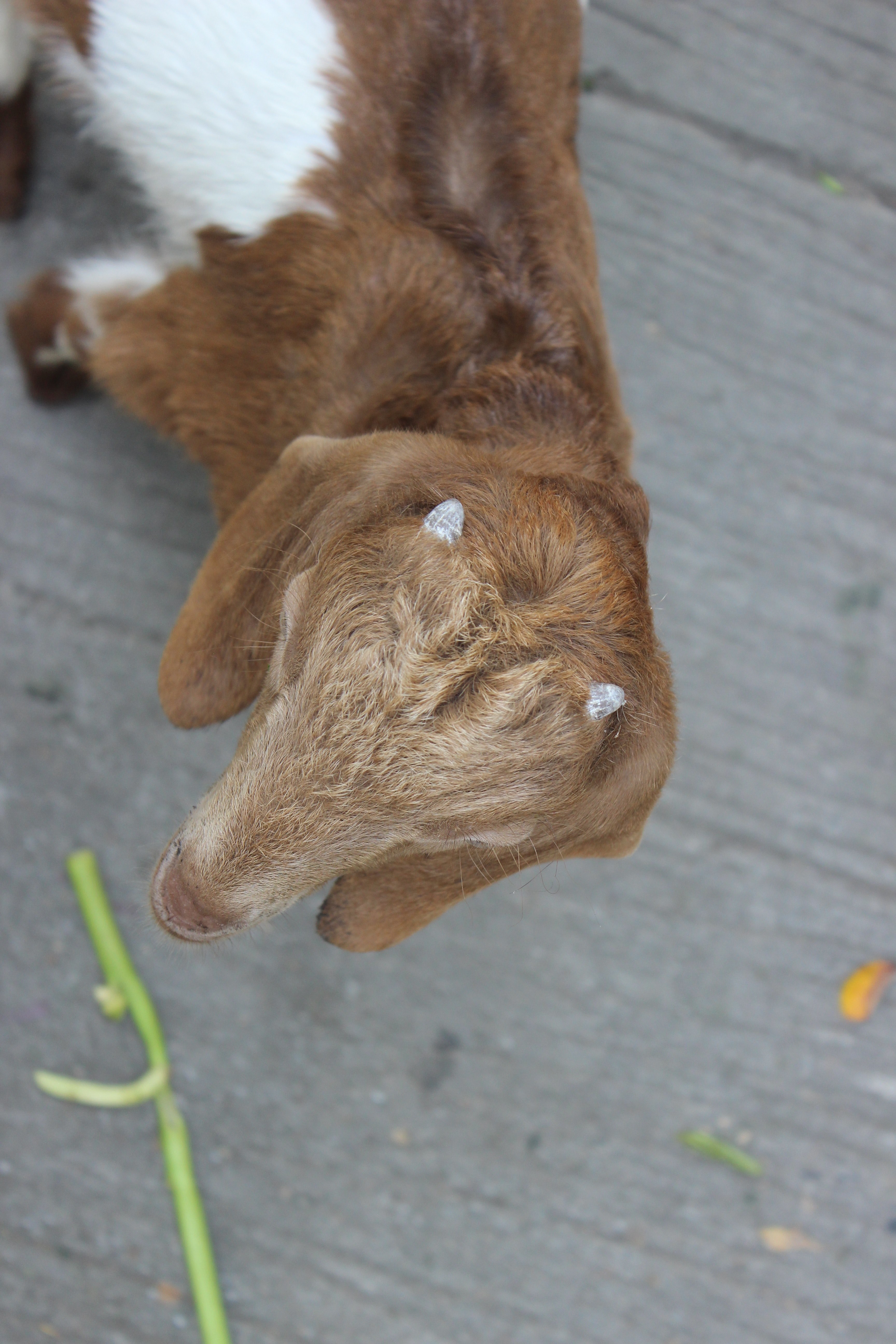 little goat with little horn 4k, Phone HD Wallpaper
