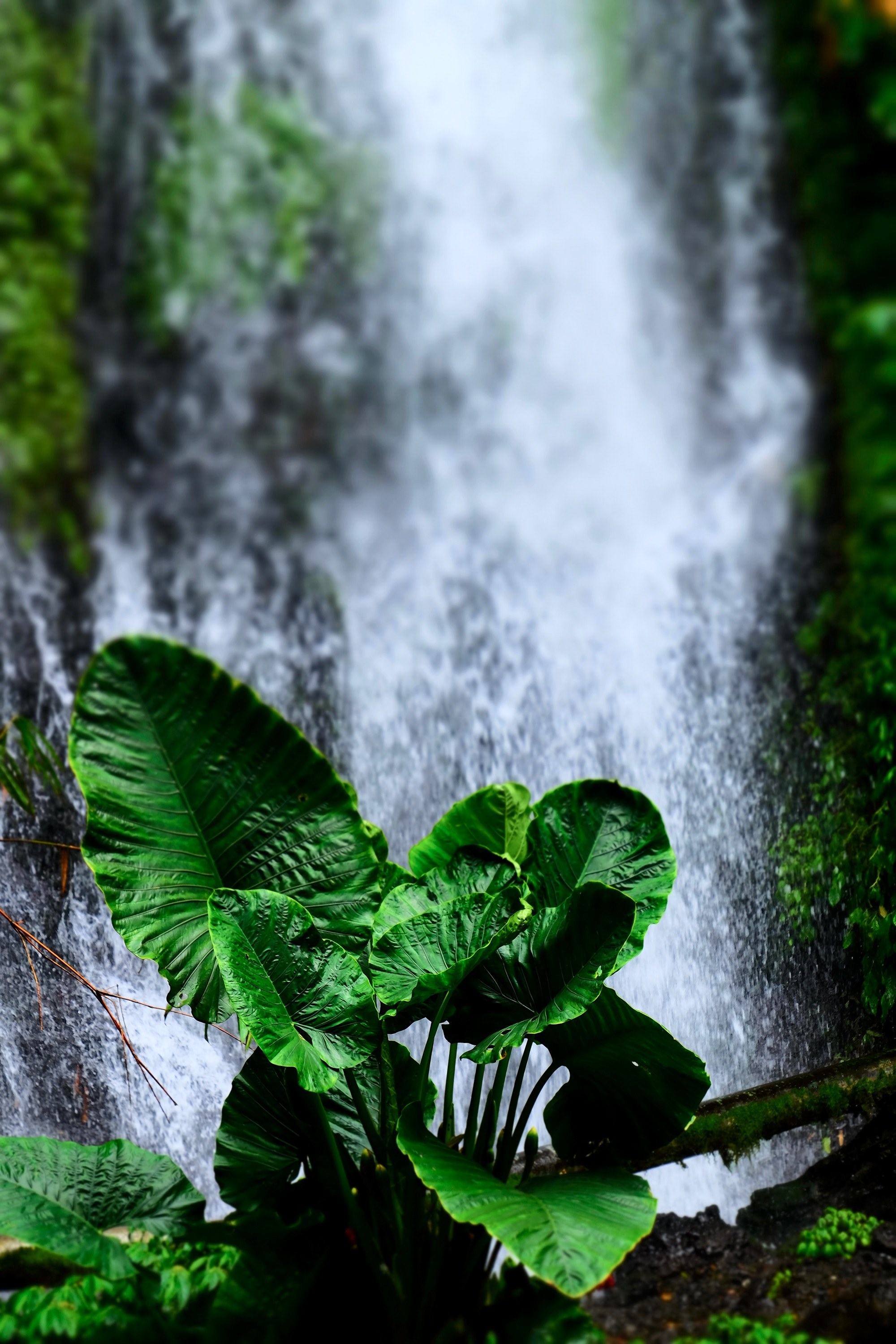 green tree 4k, Phone HD Wallpaper