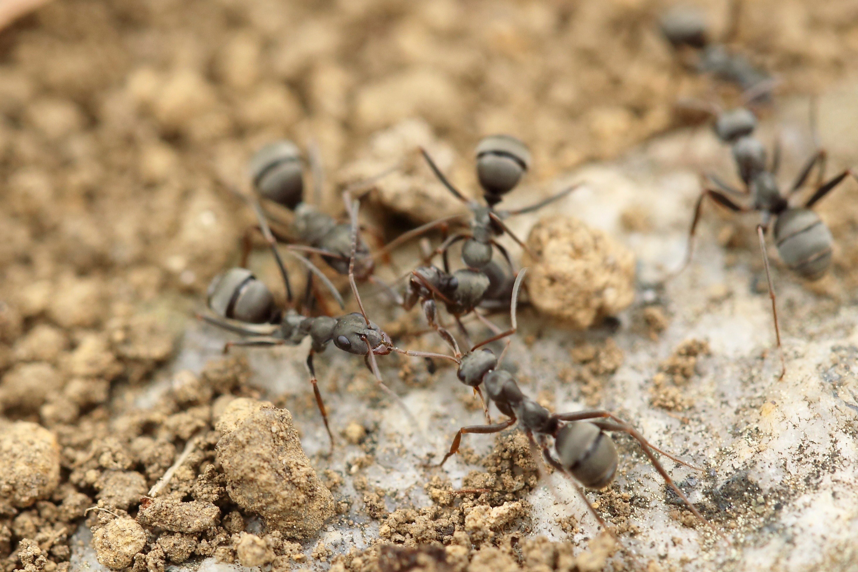group of ant insects working together on sandy ground, ants sandy ground 4k, HD Wallpaper