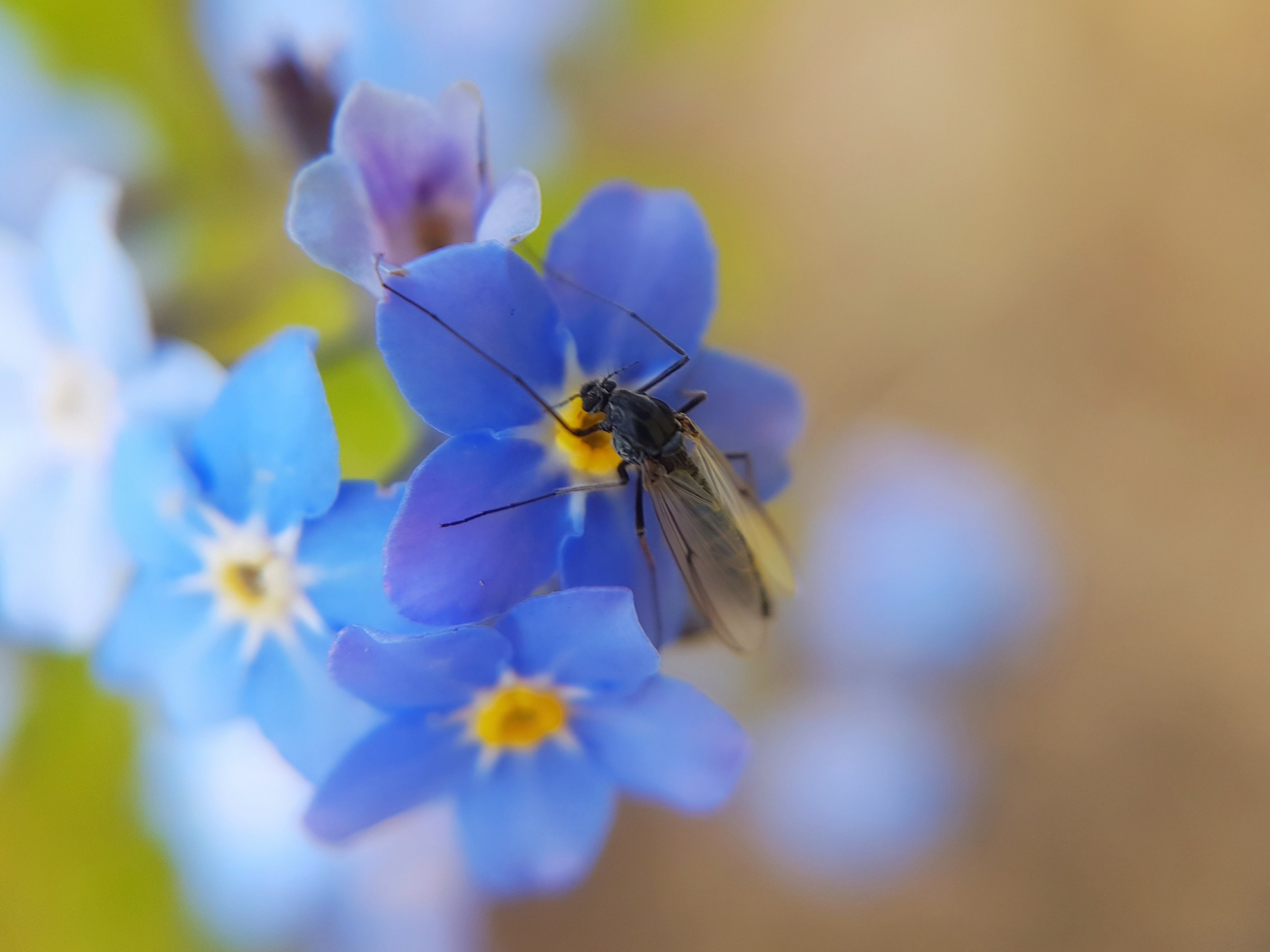 mosquito flower 4k, HD Wallpaper