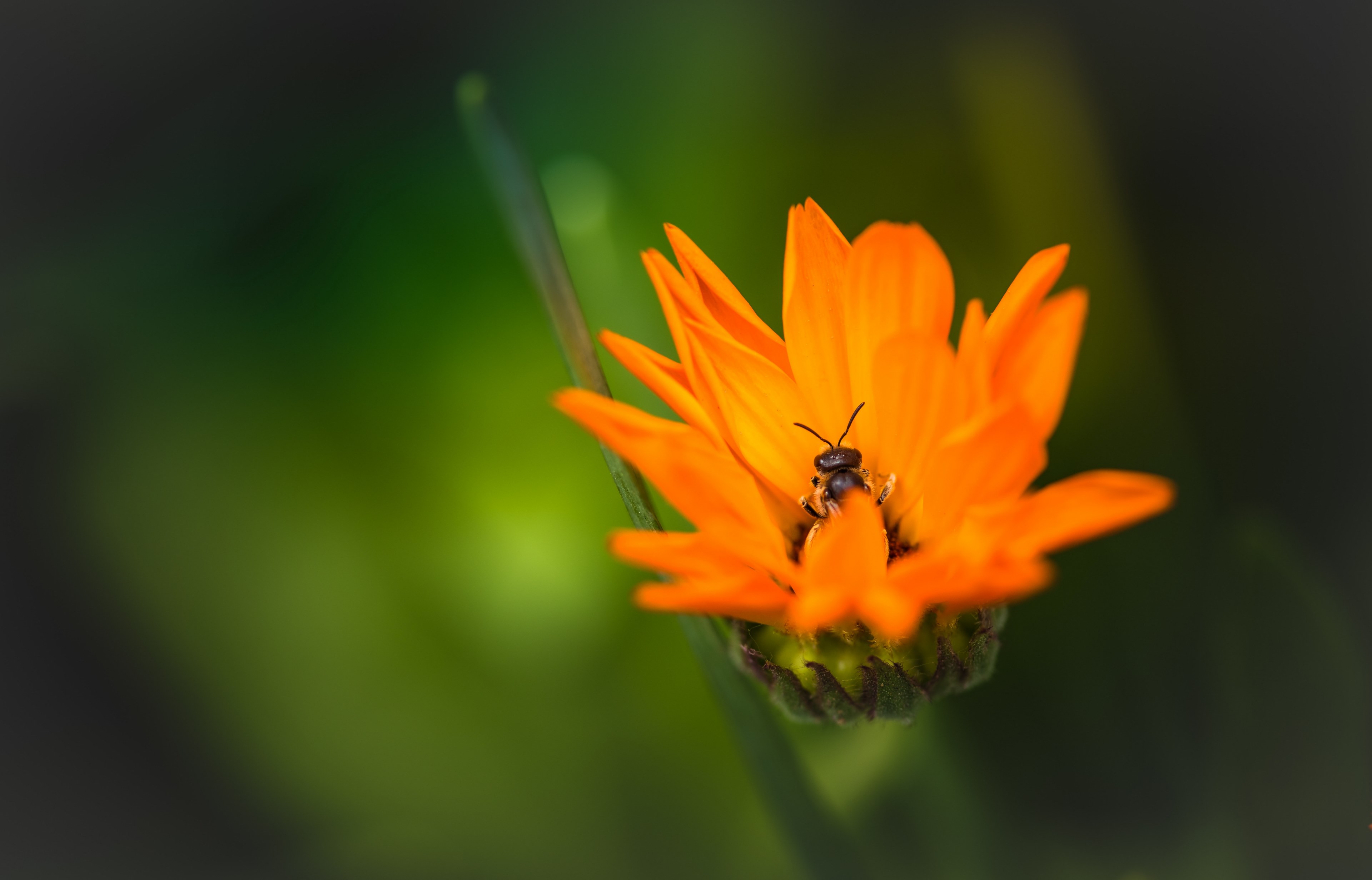 a bee gathering pollen on an orange flower, good little worker bee 4k, HD Wallpaper