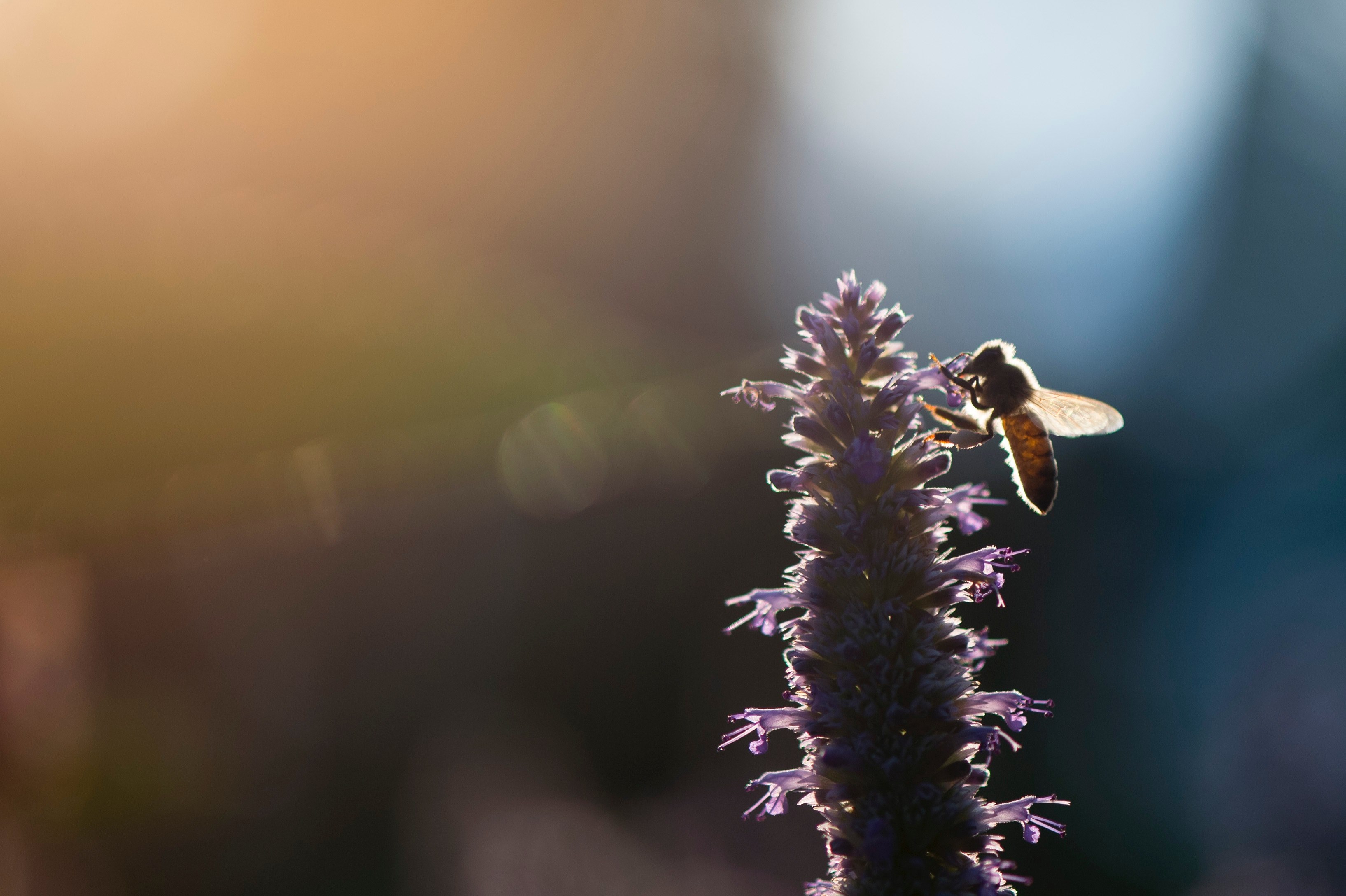 morning sunny back lit and black 4k, HD Wallpaper