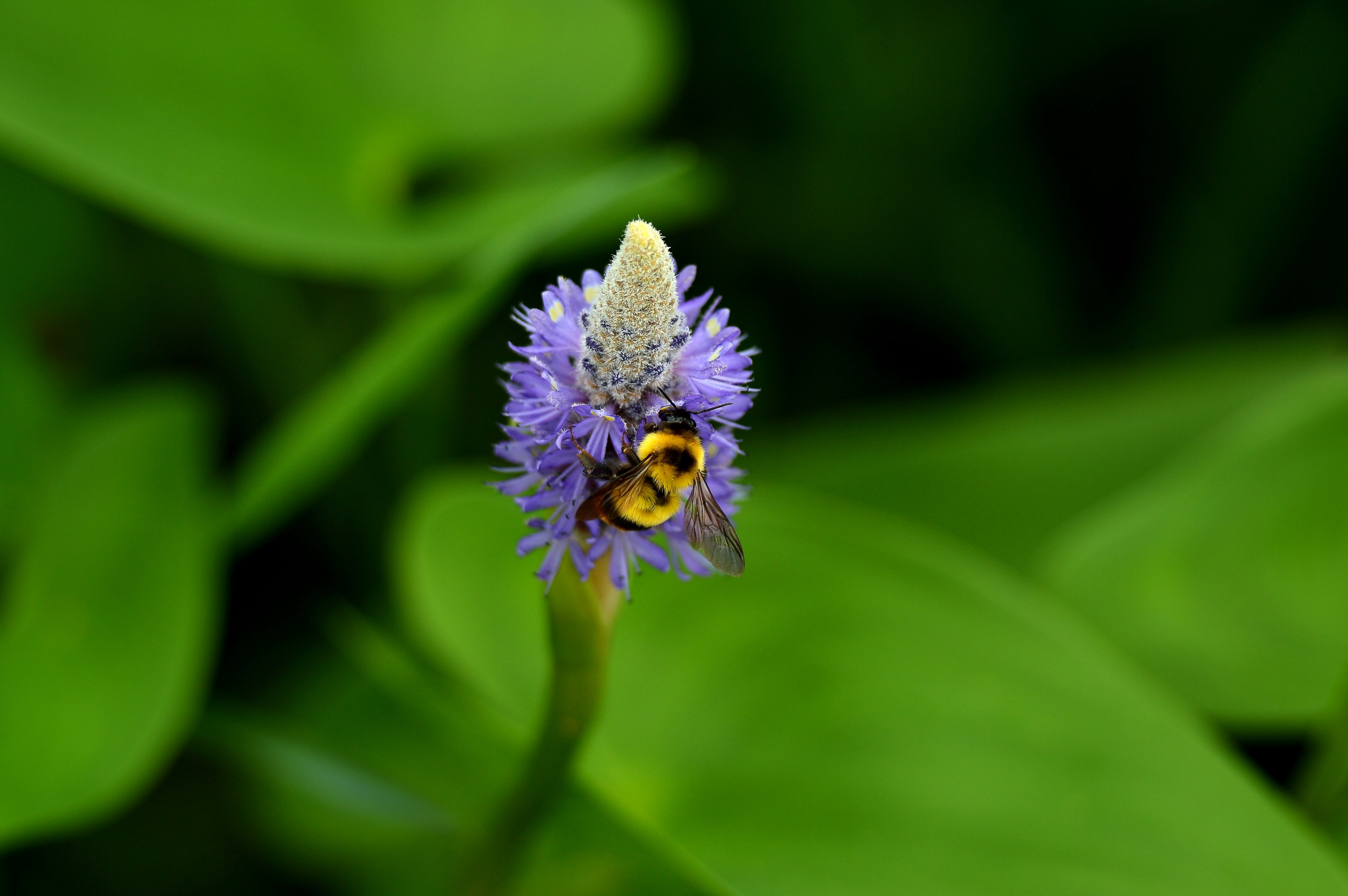 bee pollinates a purple flower near leaves, little bee 4k, HD Wallpaper