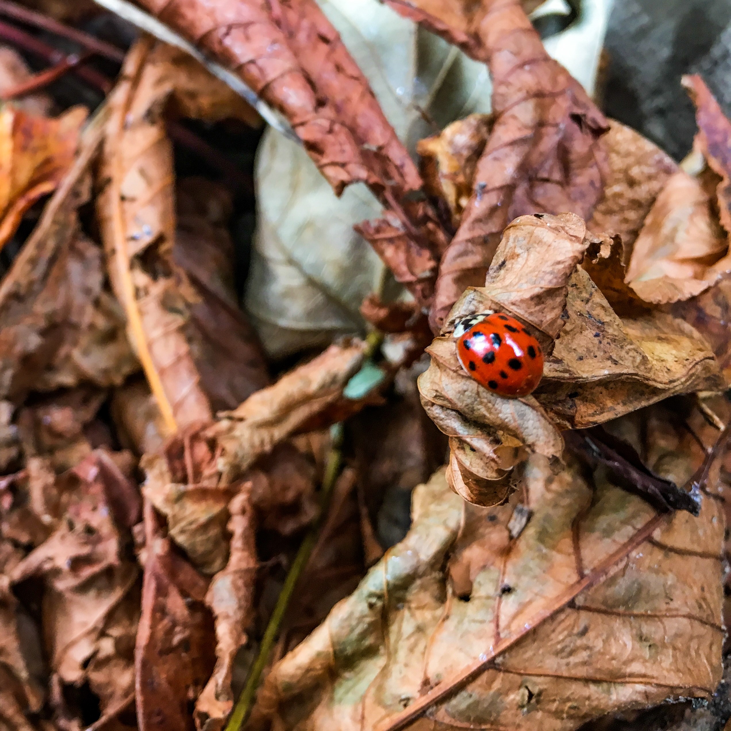 leafe ladybug ladybird and autumn 4k, HD Wallpaper