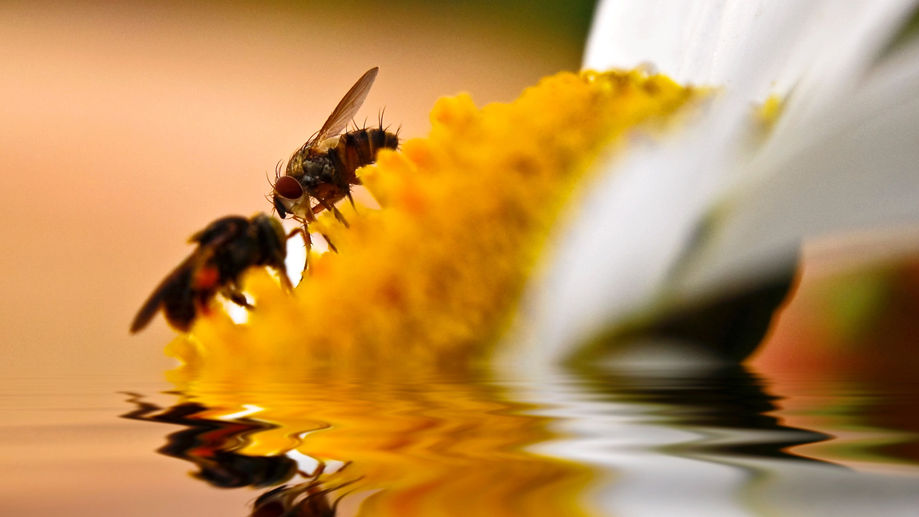 mosca jardn flor and color 4k, HD Wallpaper