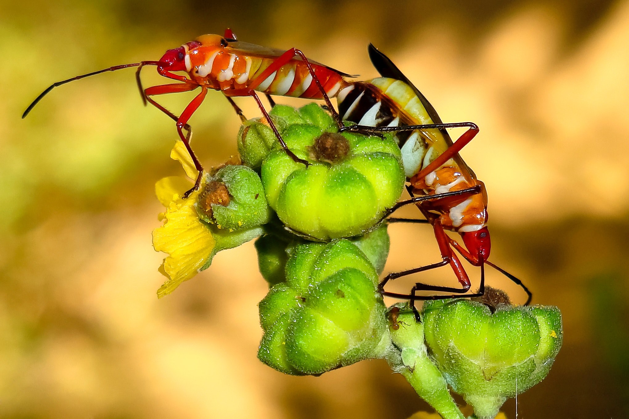 color vida entorno and natura 4k, HD Wallpaper