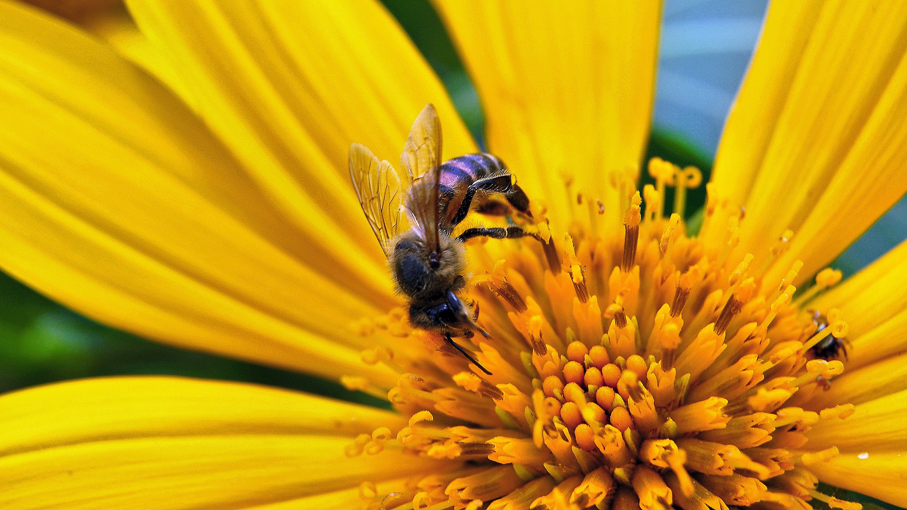 flor polen insecto and amarillo 4k, HD Wallpaper