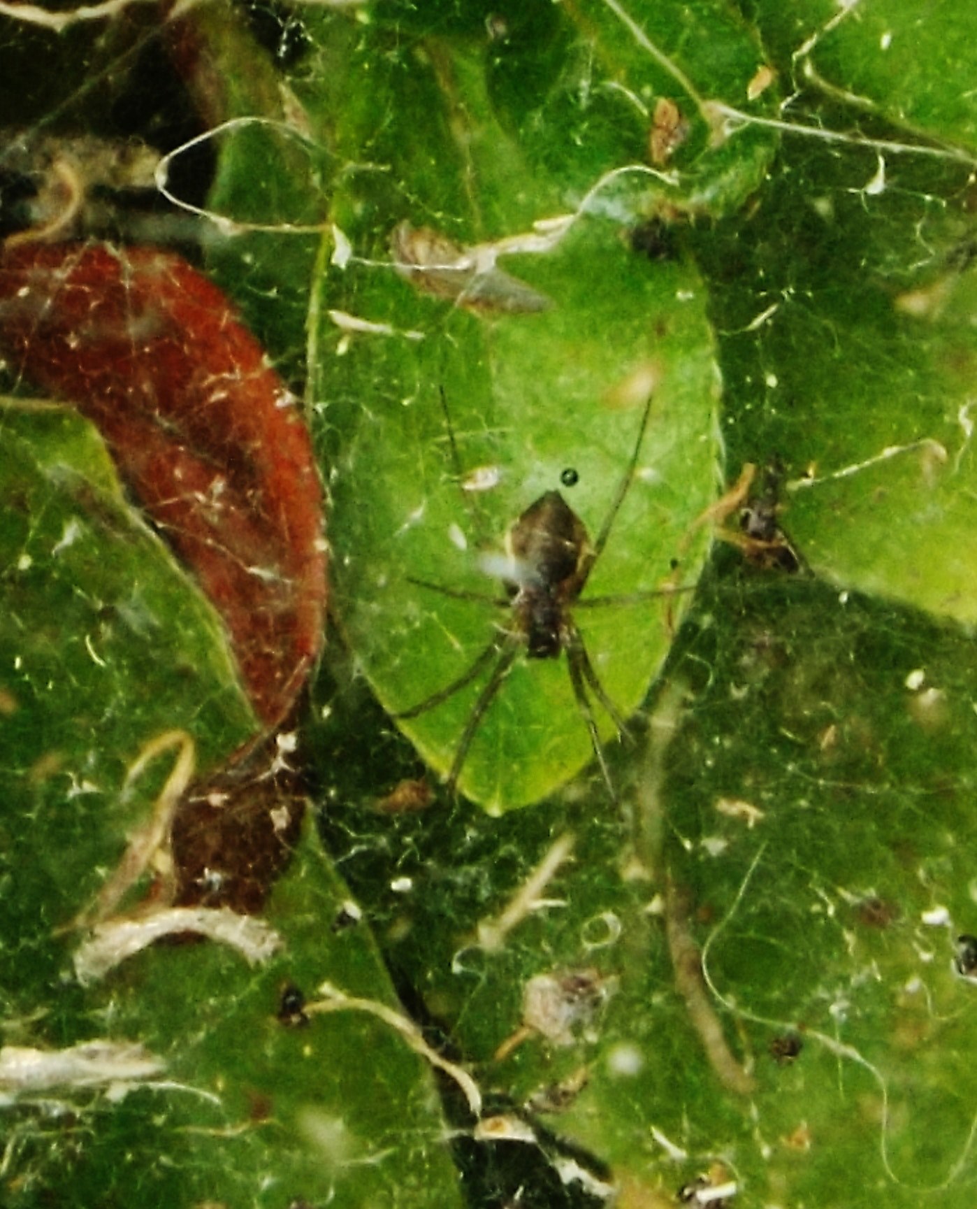 plant and spider hd, 4k, Phone HD Wallpaper