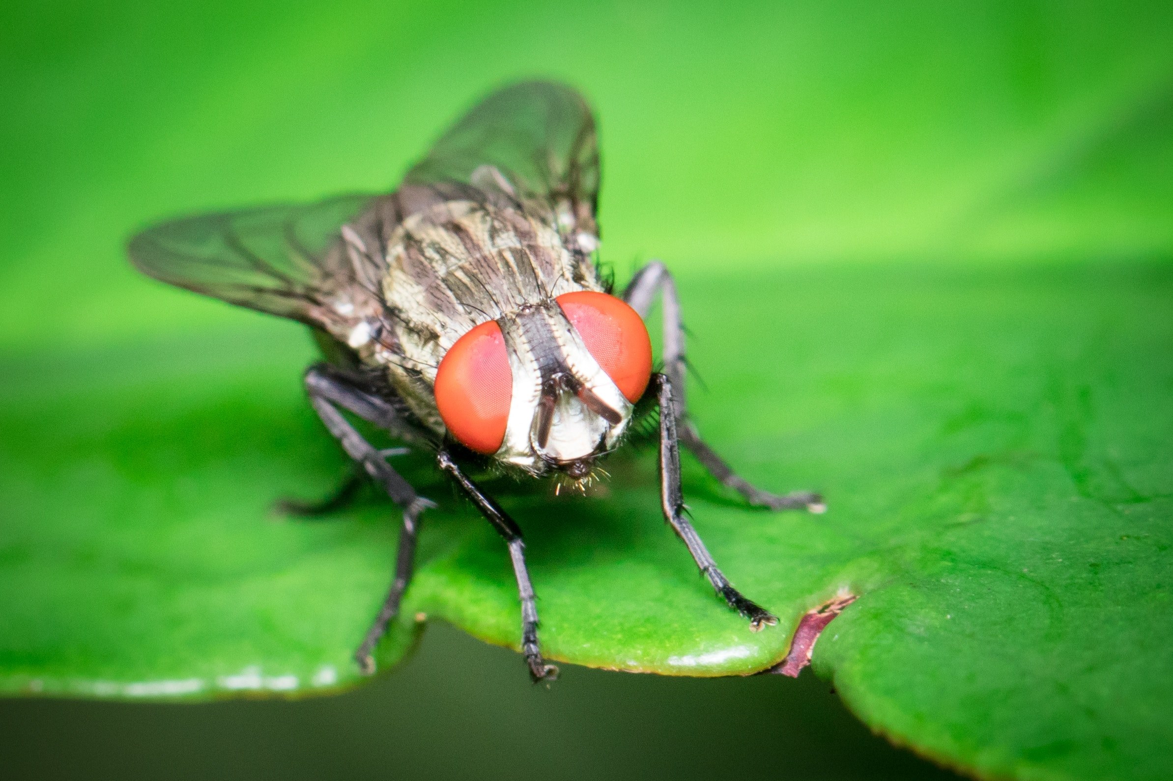 beetle leaf beetle invertebrate and arthropod 4k, HD Wallpaper