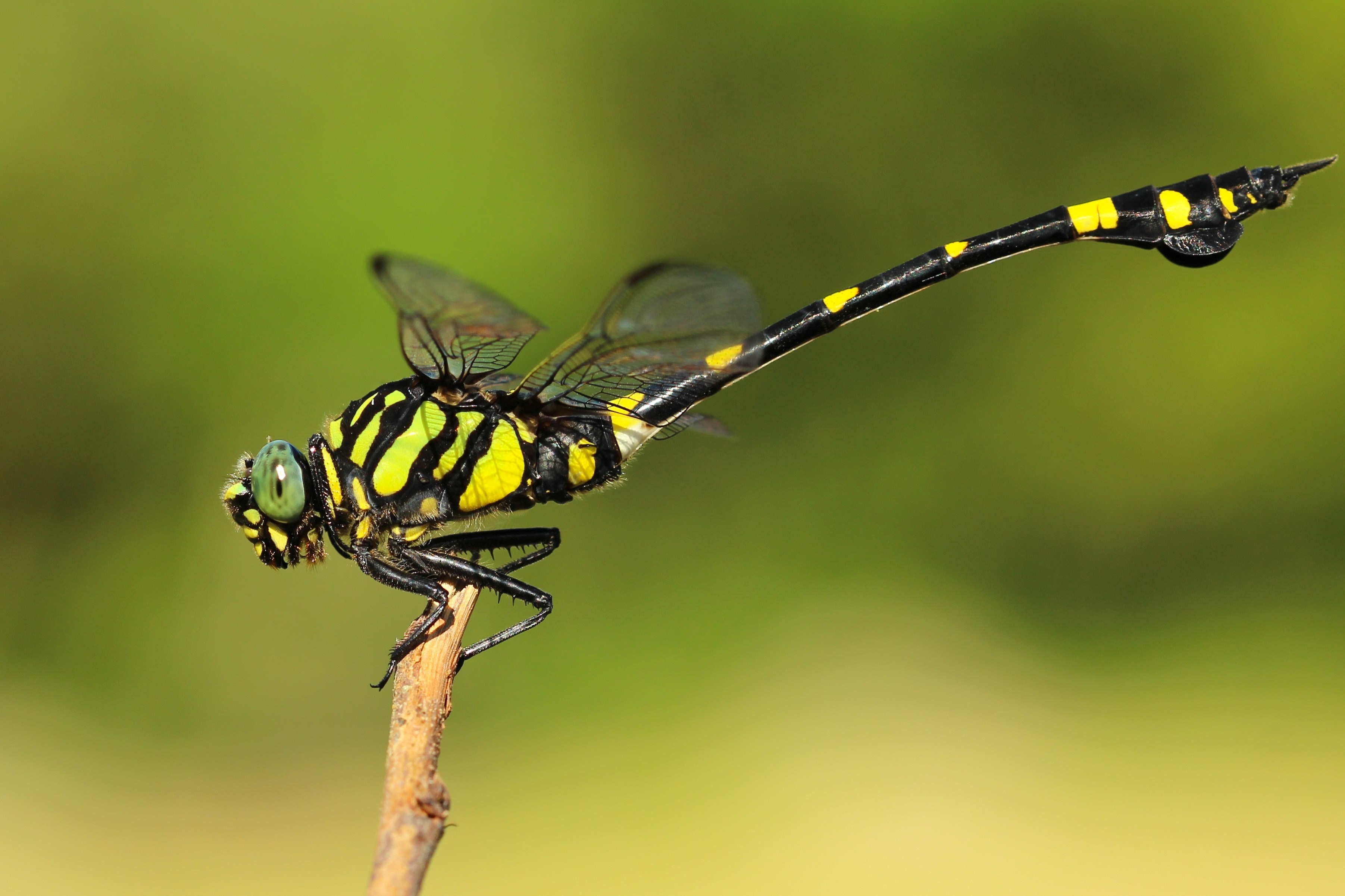 borisworkshop taiwan nature and insect 4k, HD Wallpaper