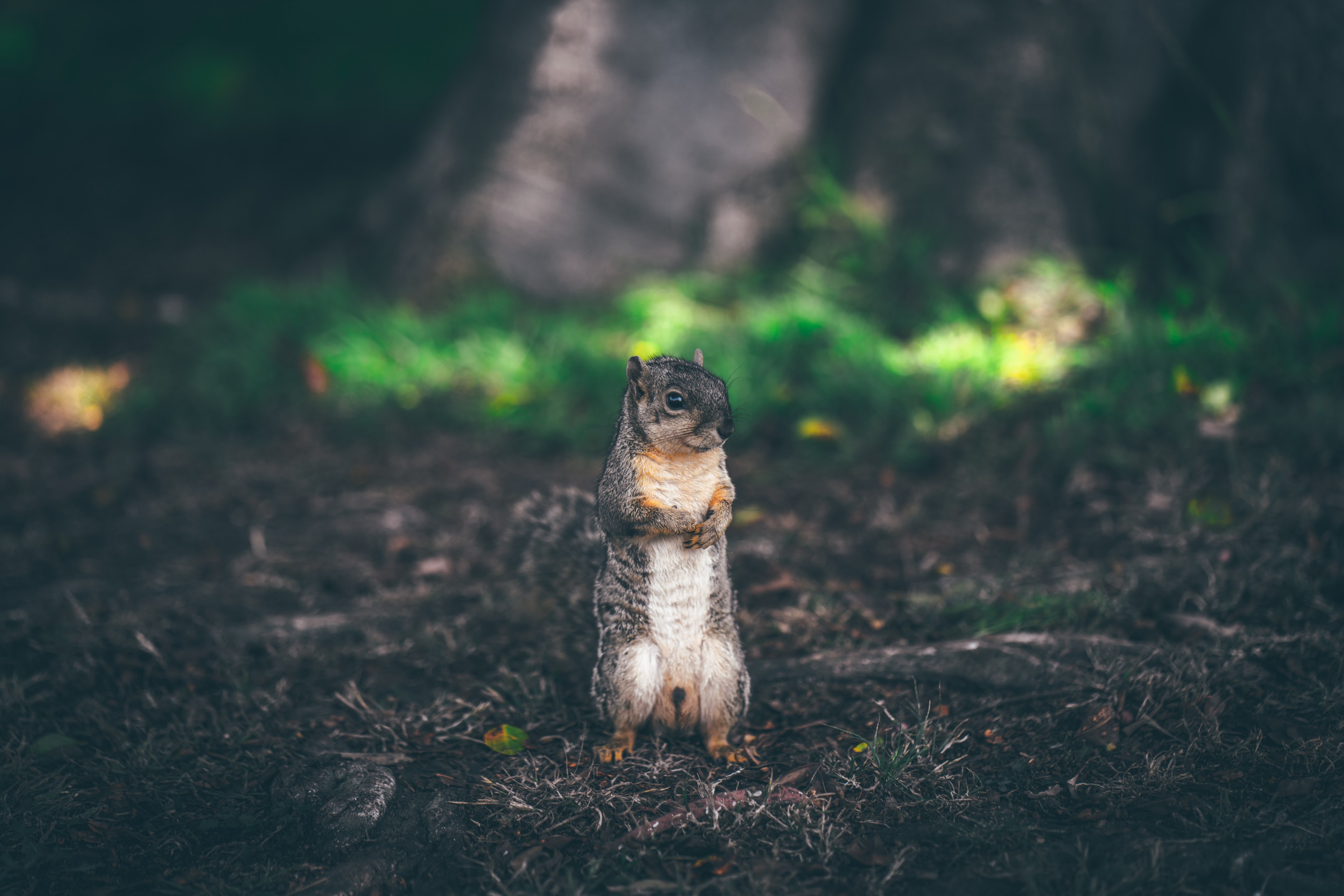 squirrel animal cute and whisker 4k, HD Wallpaper