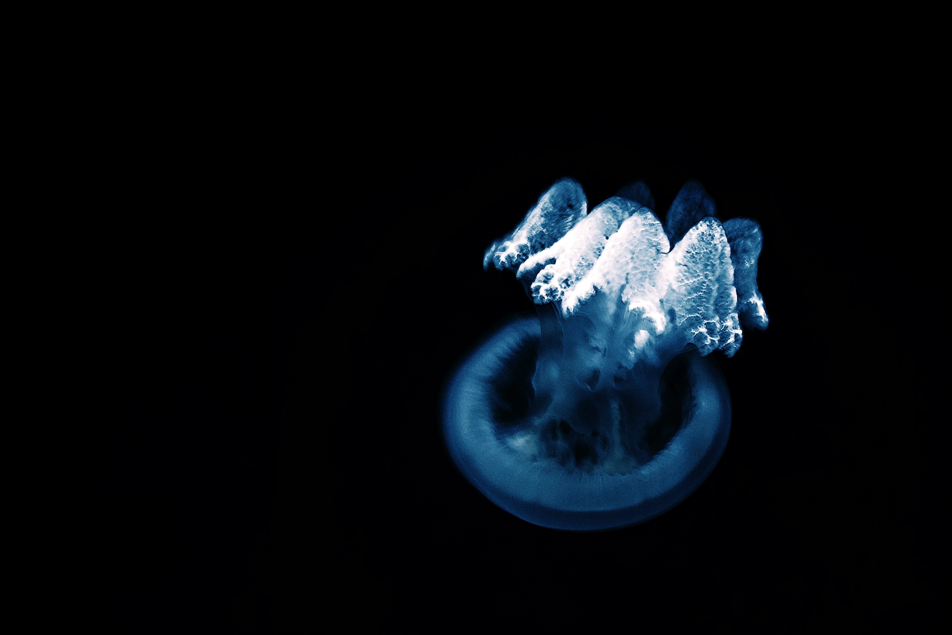 underwater aquarium black and blue 4k, HD Wallpaper