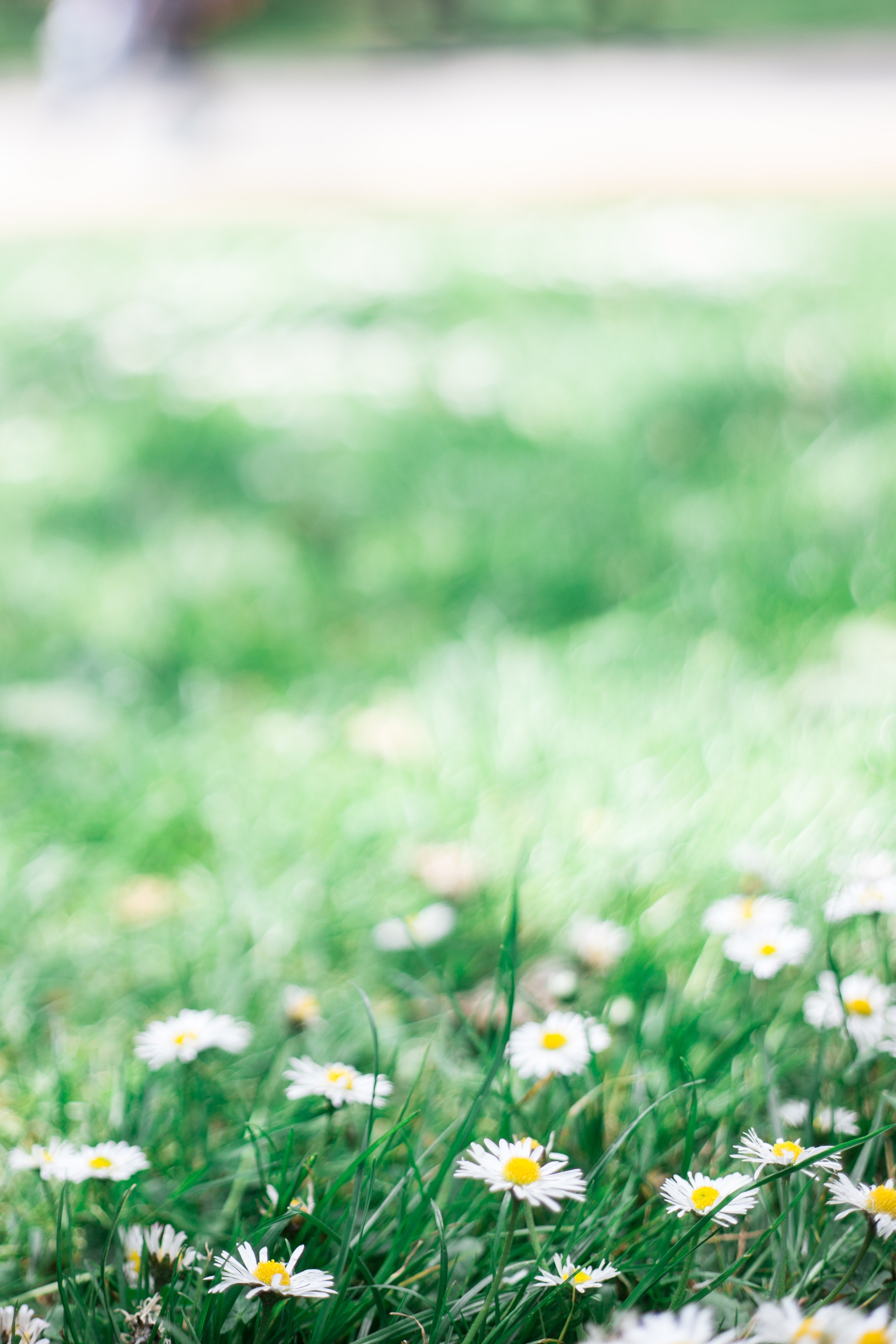 daisy green nature and grass hd, 4k, Phone HD Wallpaper