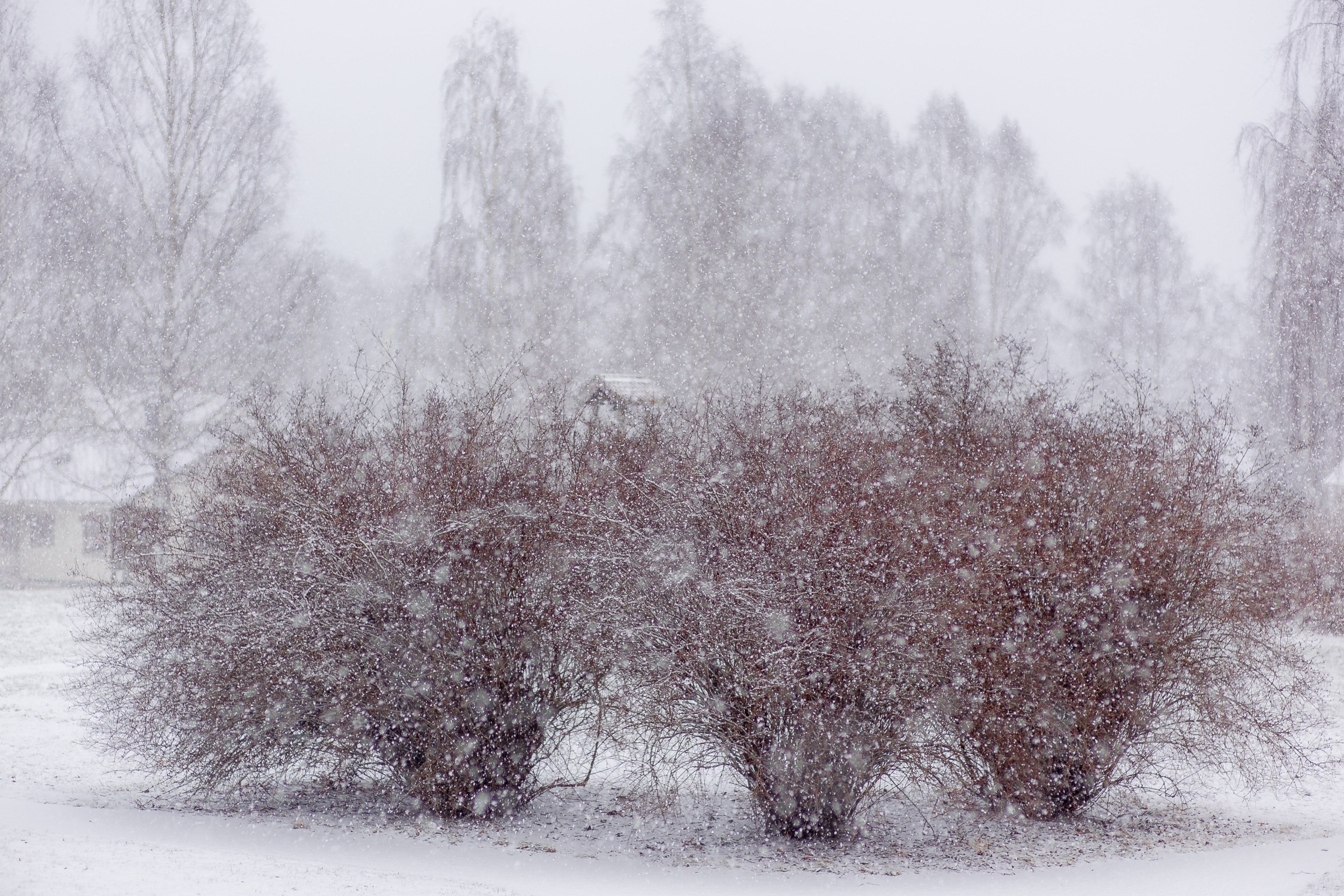 winter is here 4k, HD Wallpaper