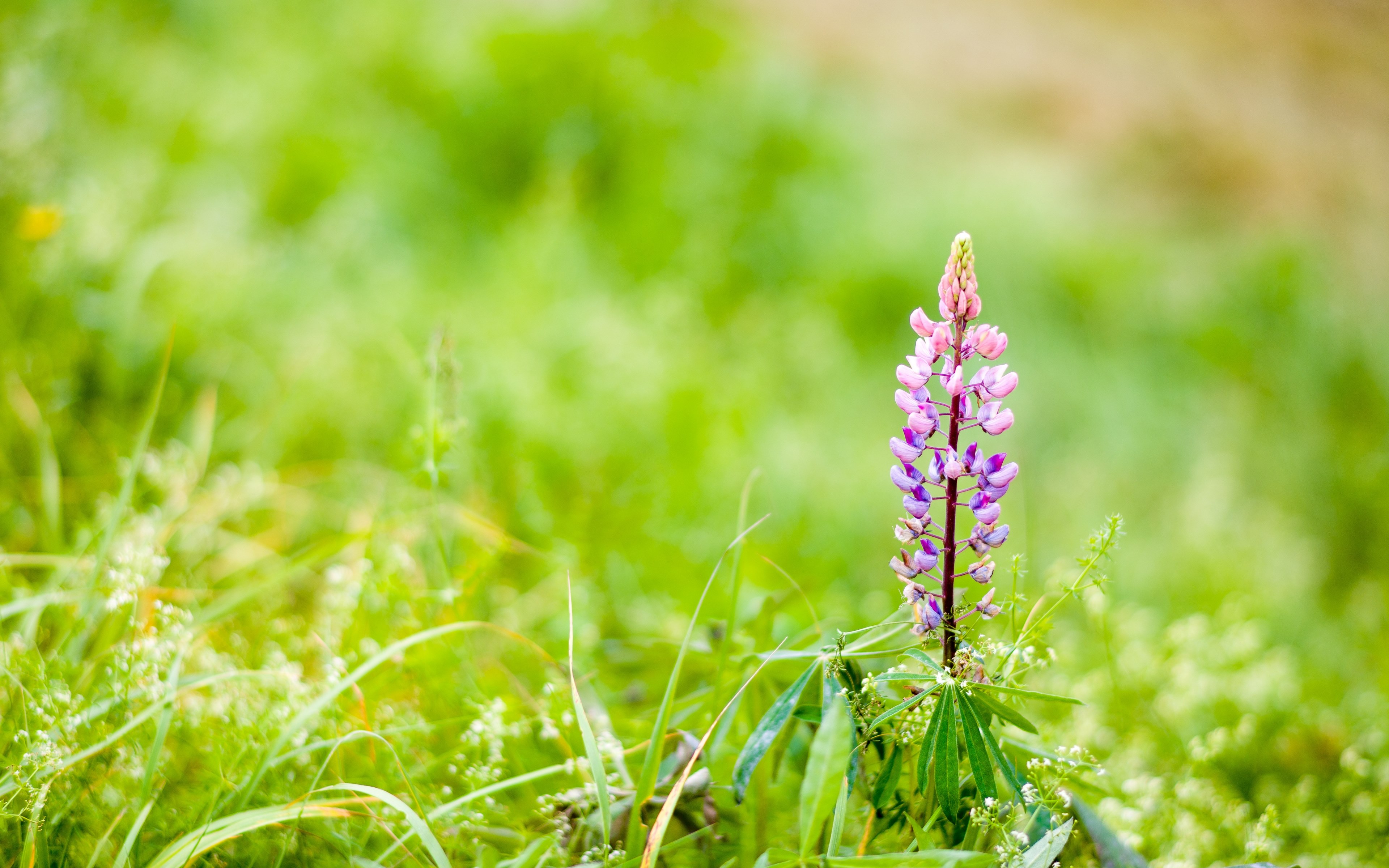pigoffphotography zeiss cloudy and green 4k, HD Wallpaper