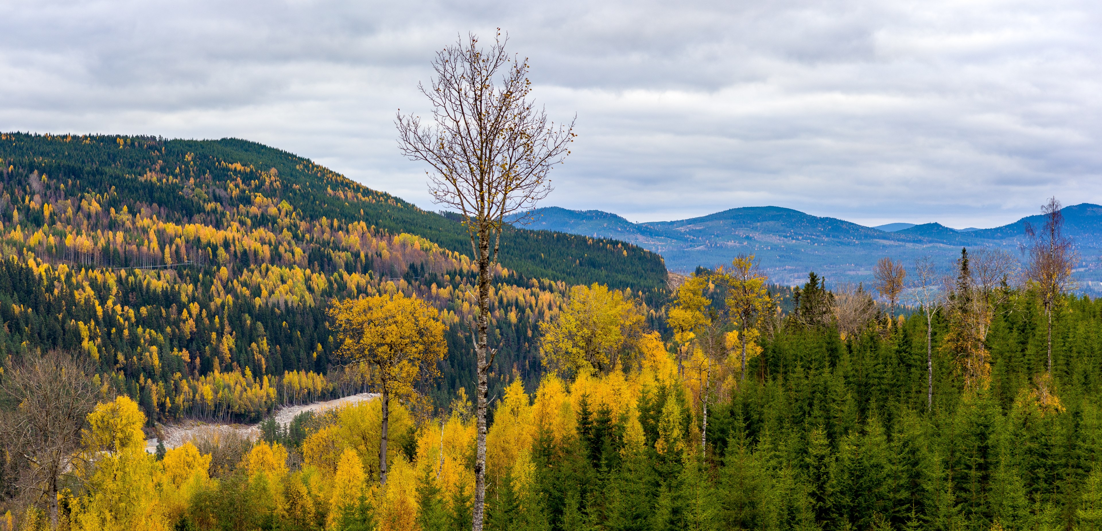 tree photography pigoff and zeiss 4k, HD Wallpaper