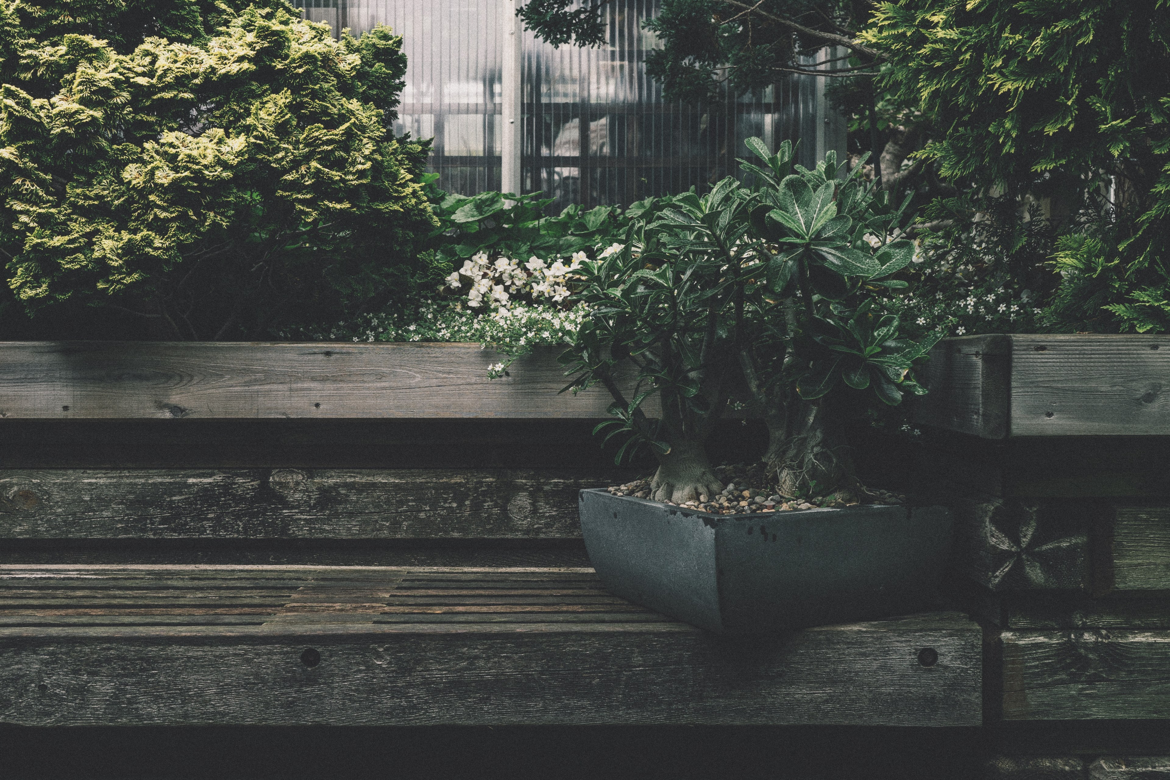 botany botanical evergreen and bench 4k, HD Wallpaper