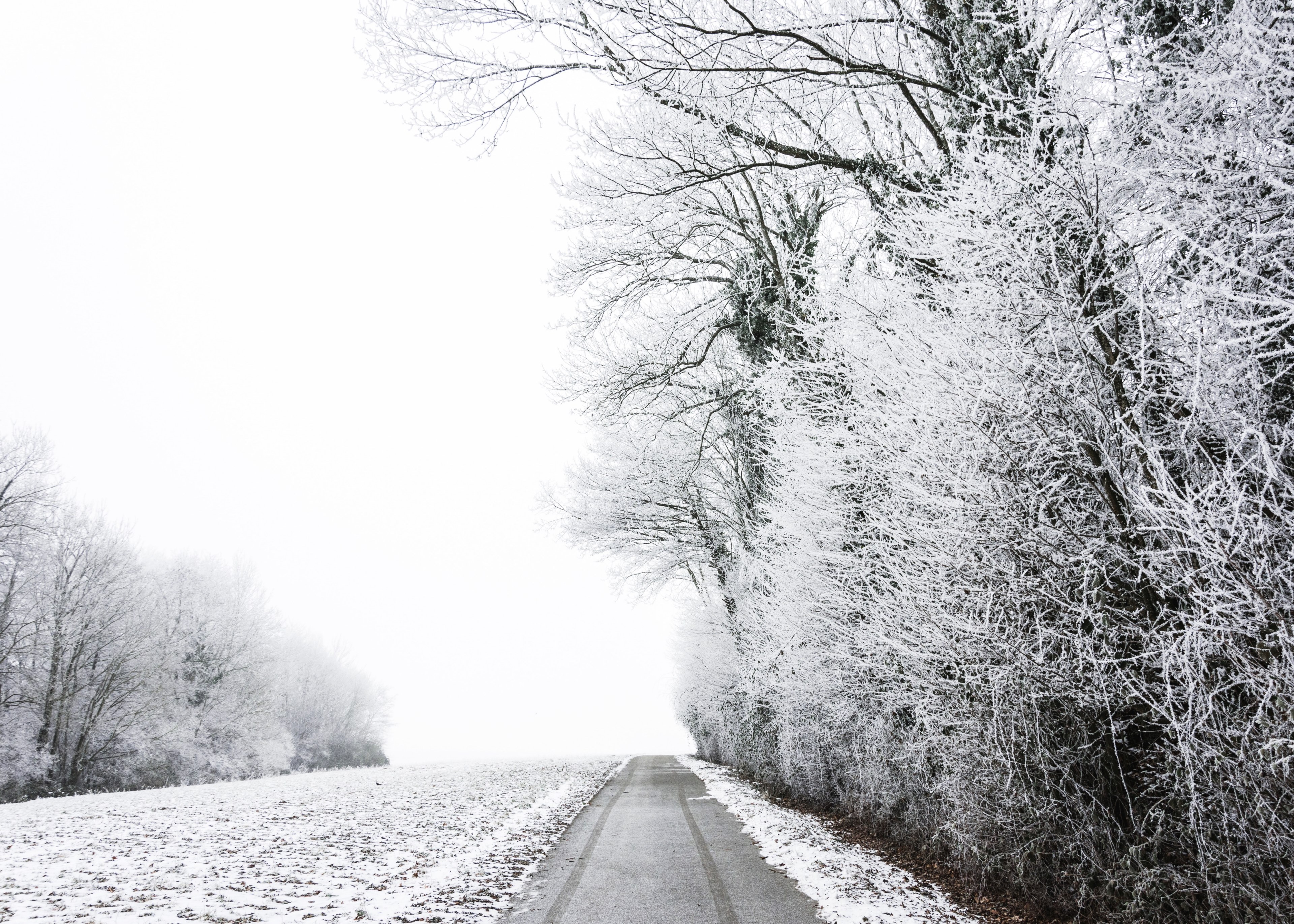 a winter road with snow covered trees running alongside taken in estavayer le lac in switzerland, switzerland winter forest road 4k, HD Wallpaper