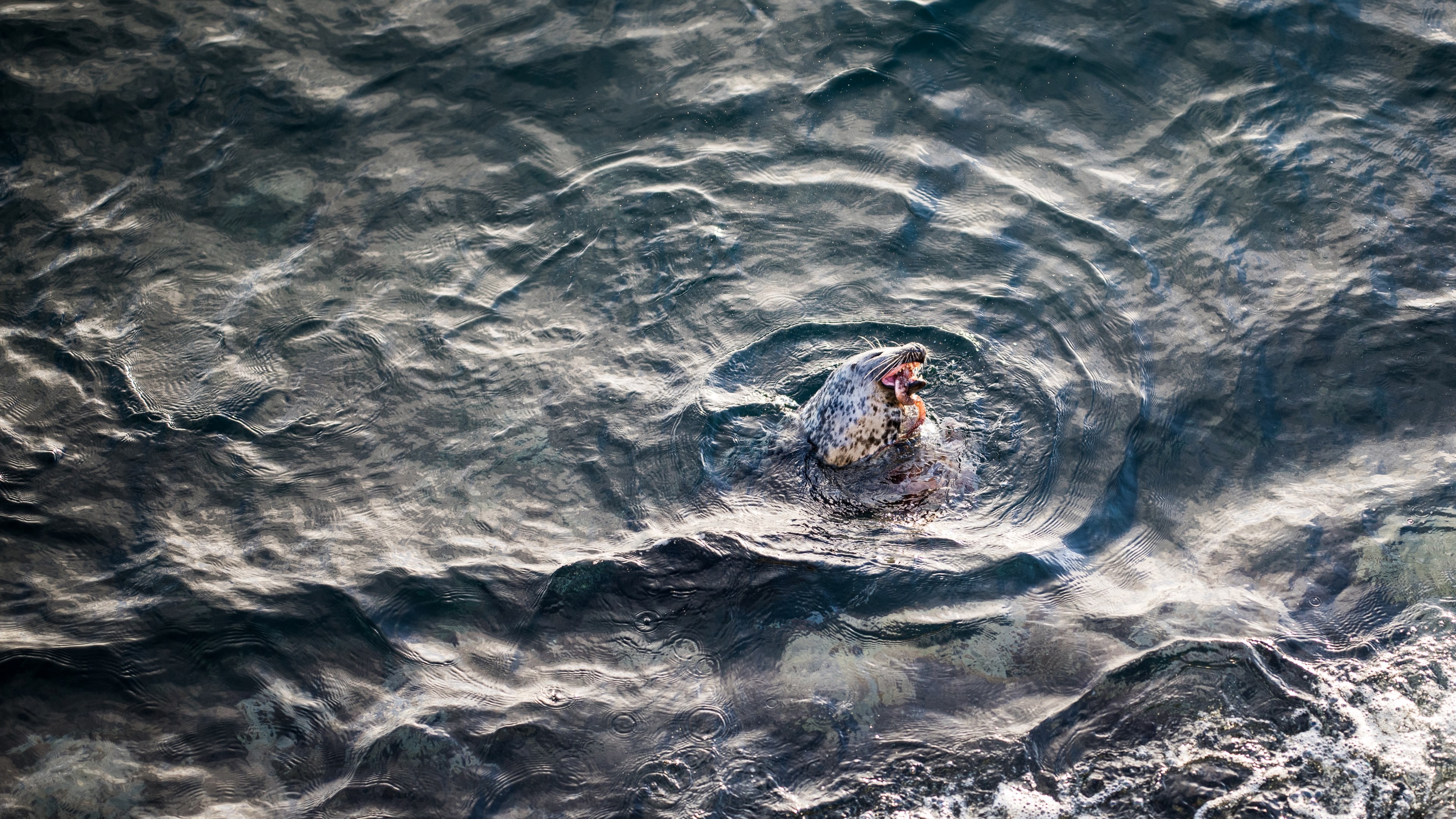 seal water swim and fight 4k, HD Wallpaper