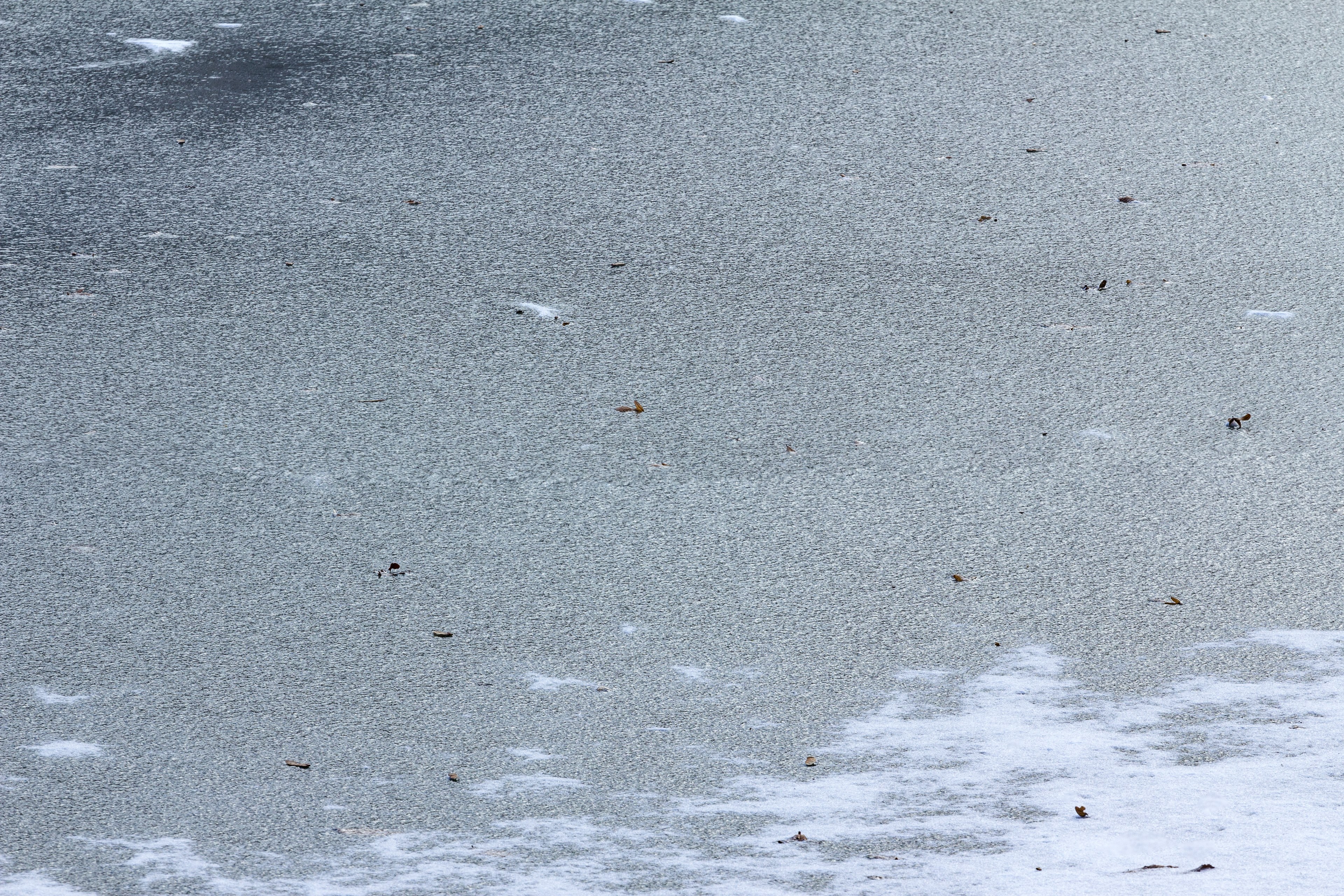 frozen frozen leafe white texture and winter 4k, HD Wallpaper