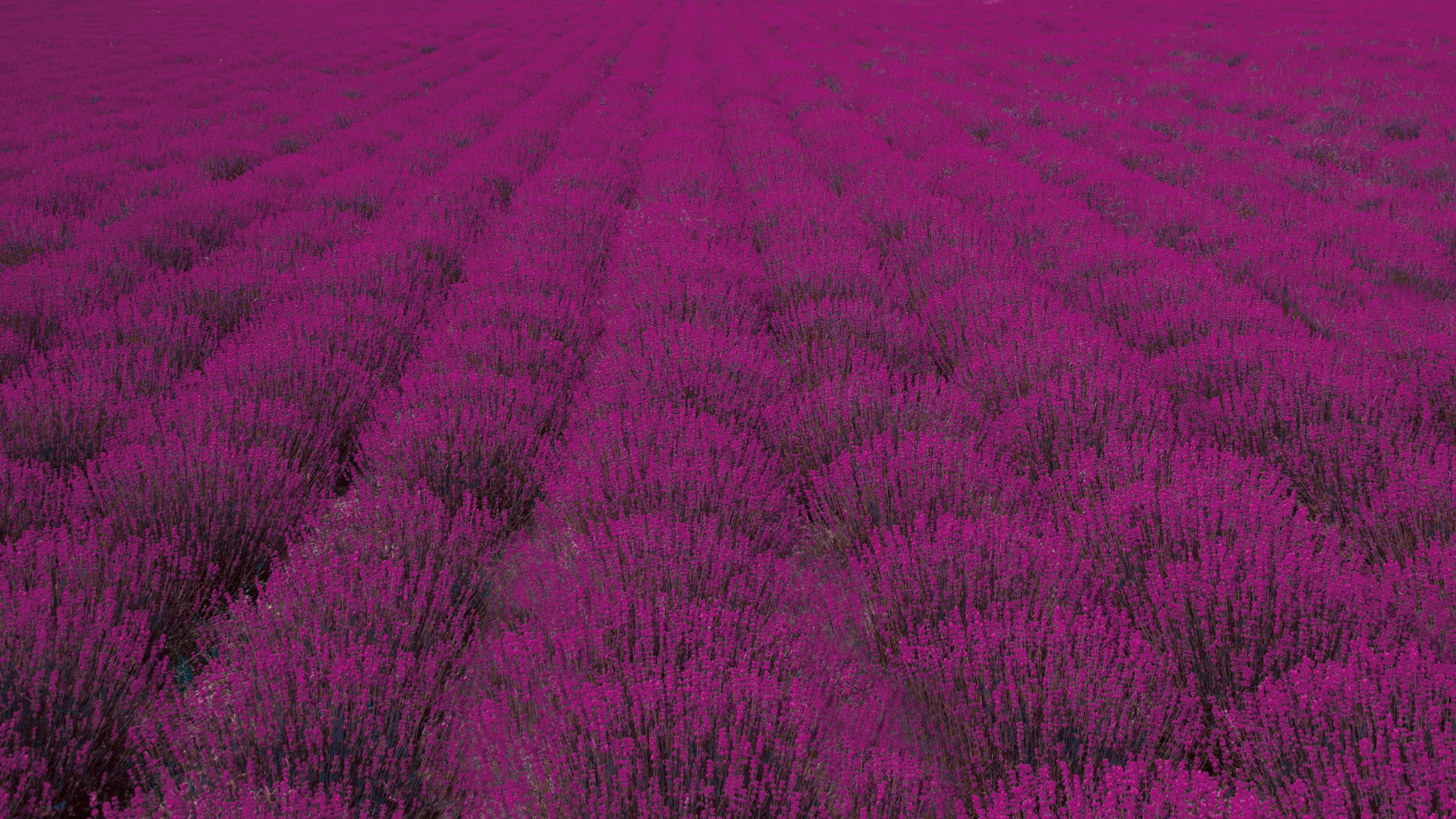 a vast field with rows of purple lavender stretching across the frame, purple lavender field 4k, HD Wallpaper