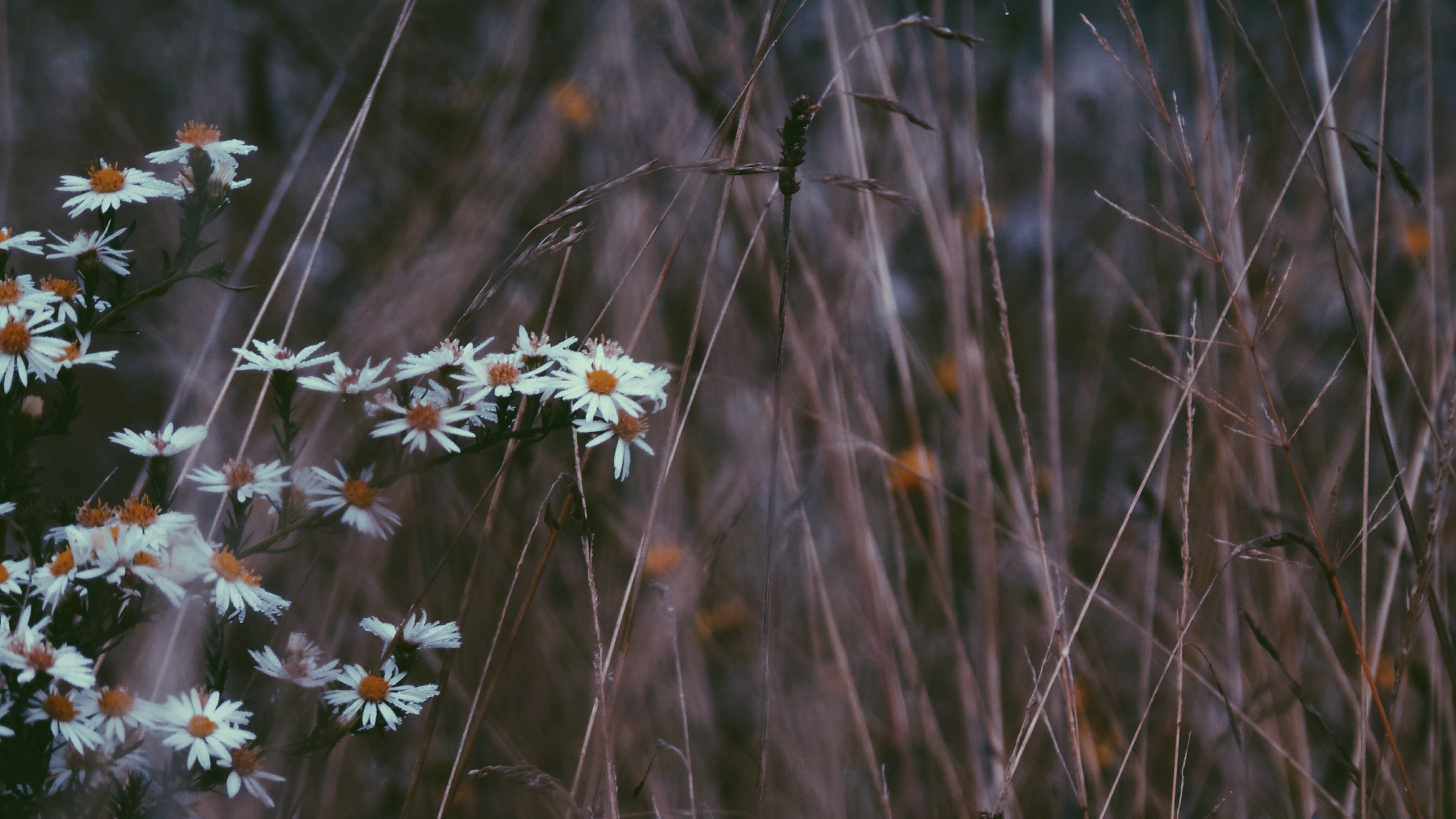 a pale shot of white daisy flowers in dry grass, white daisies in dry grass 4k, HD Wallpaper