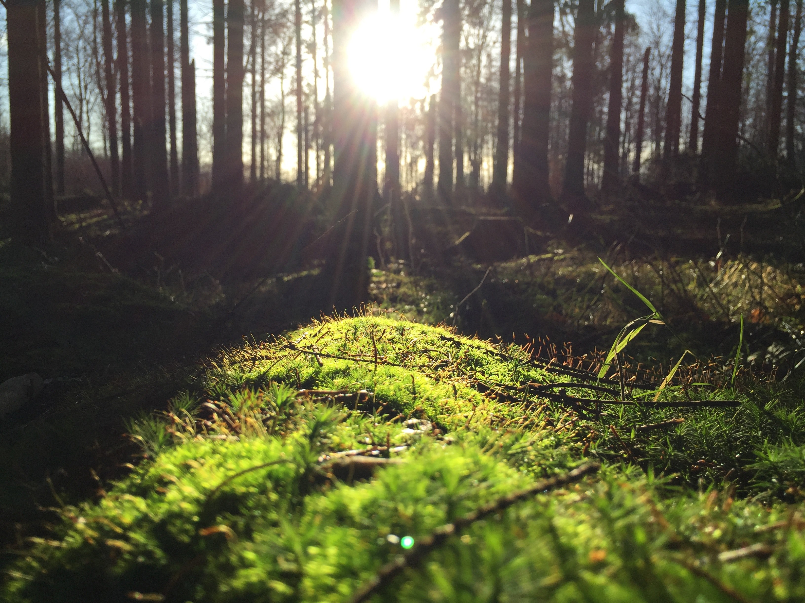 a low shot of green underbrush in a forest under a bright sun, sun shining on forest floor 4k, HD Wallpaper