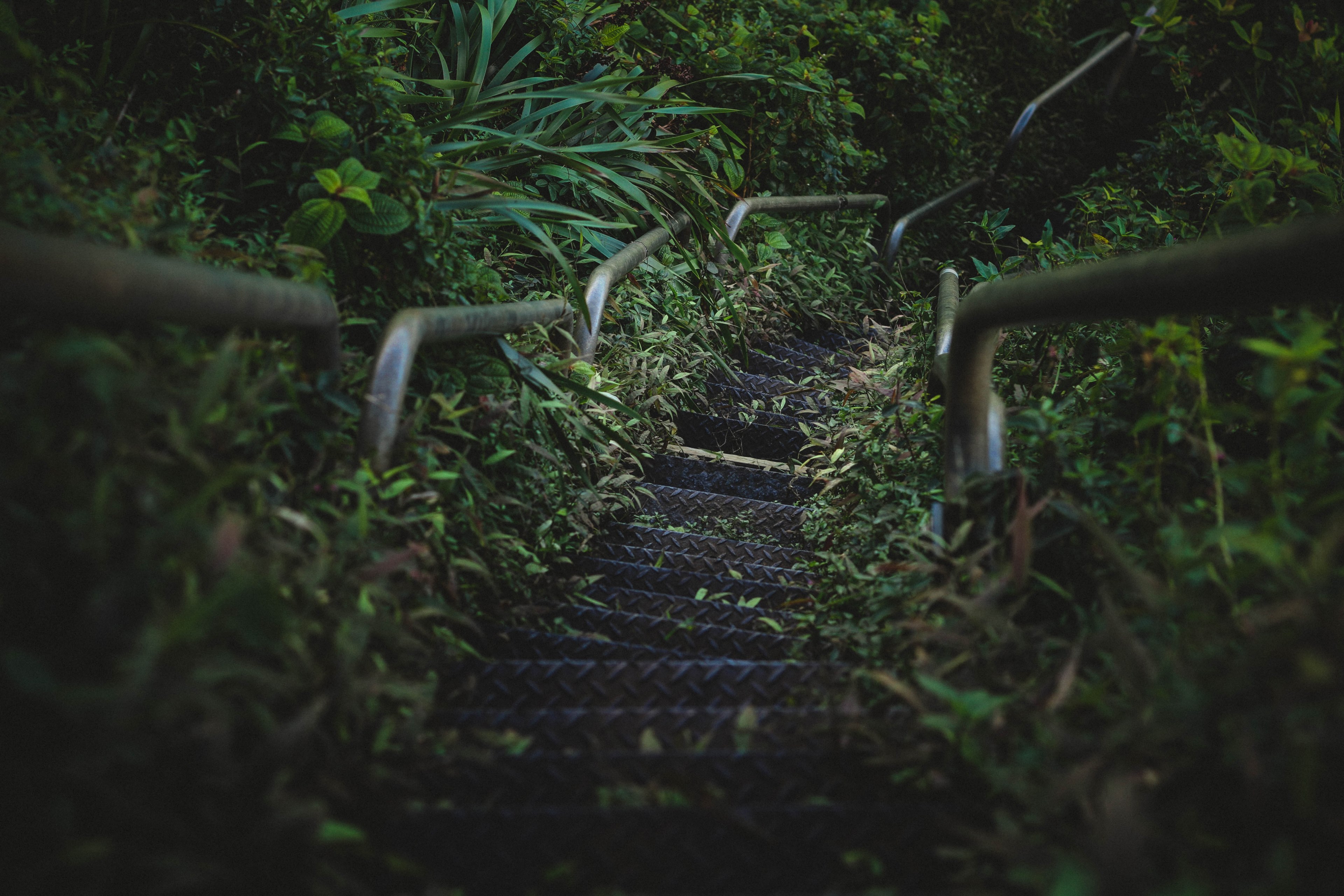 a walking path in the middle of a hawaii forest, _hawaii forest trail 4k, HD Wallpaper