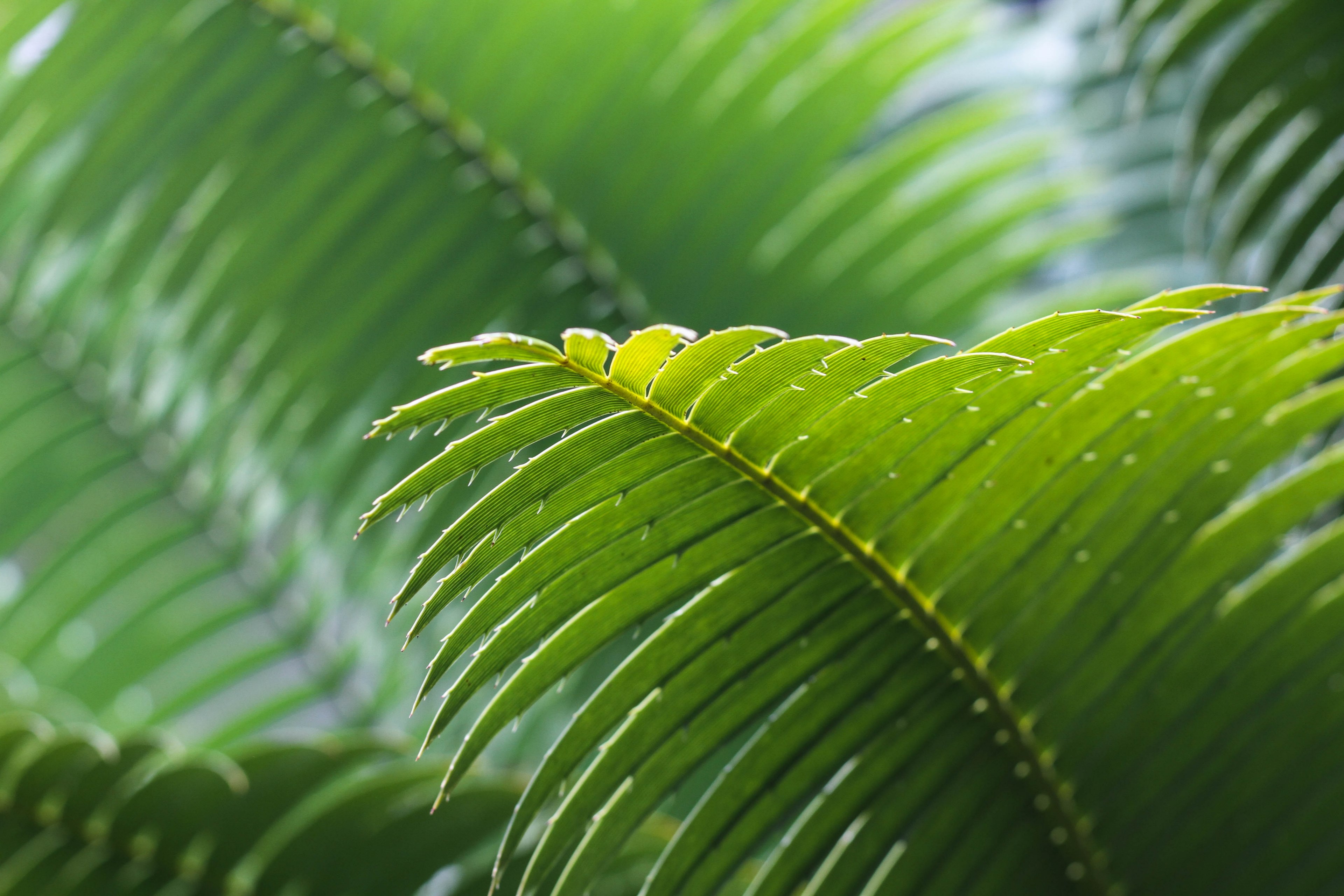 plant leafe fern and stem 4k, HD Wallpaper